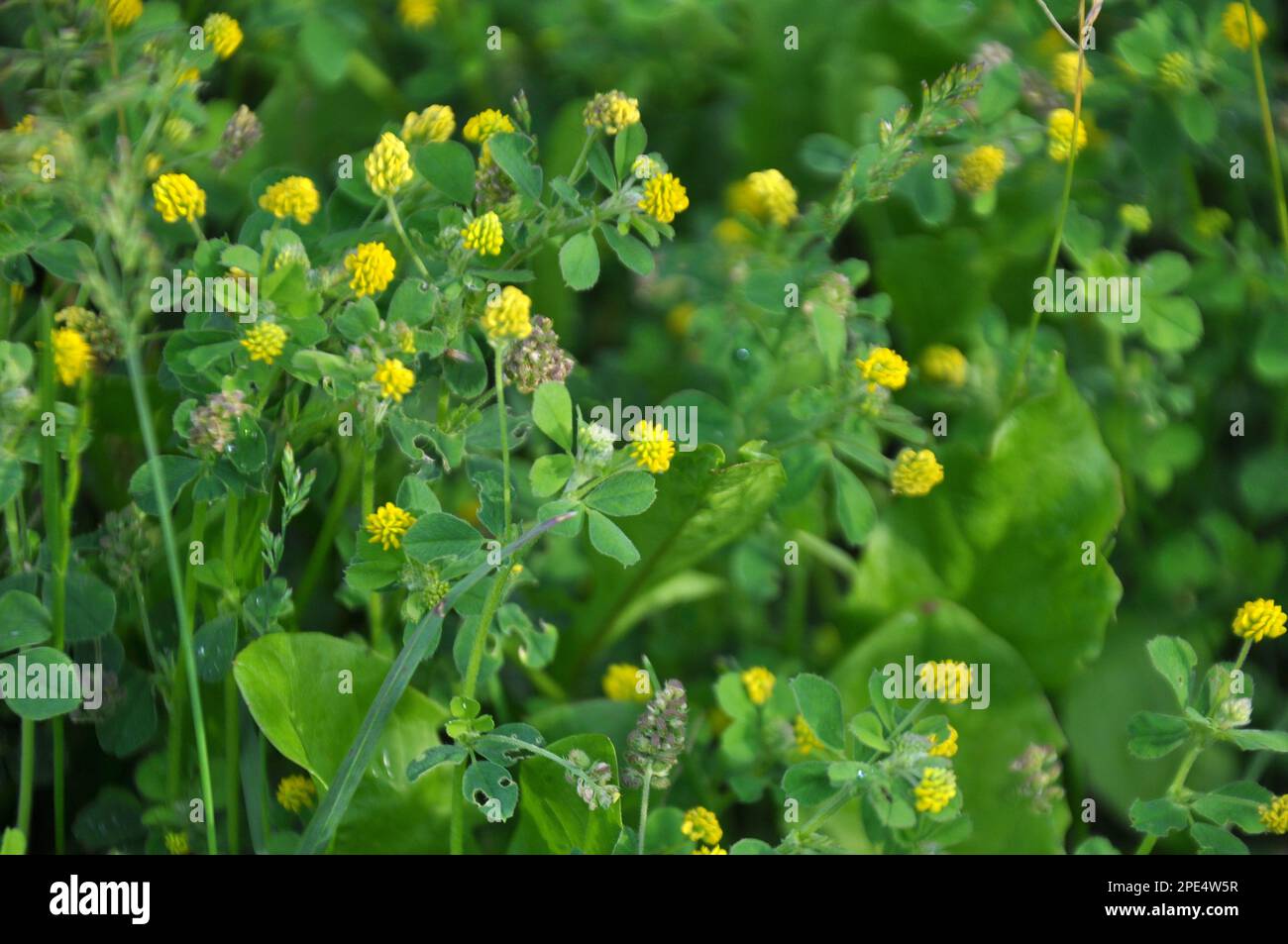 In the meadow in the wild blooms alfalfa hop (Medicago lupulina) Stock Photo