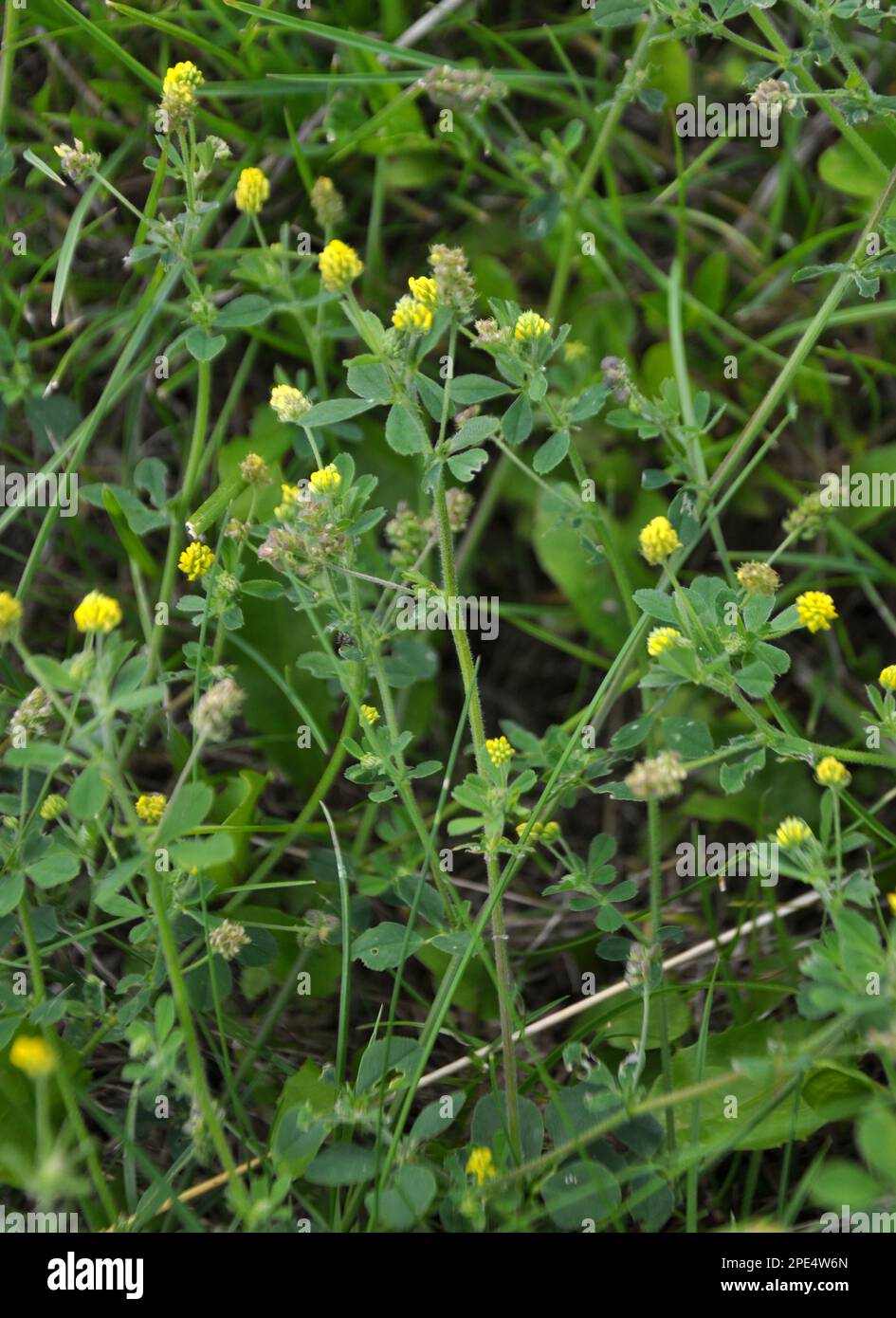 In the meadow in the wild blooms alfalfa hop (Medicago lupulina) Stock Photo