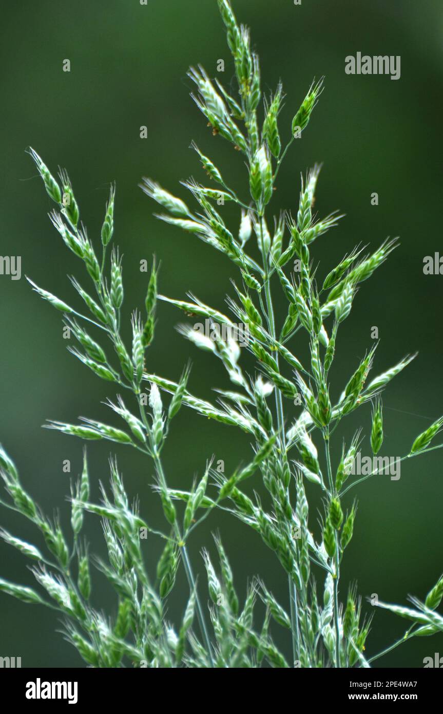 Cereal grass bromus grows in the wild Stock Photo Alamy