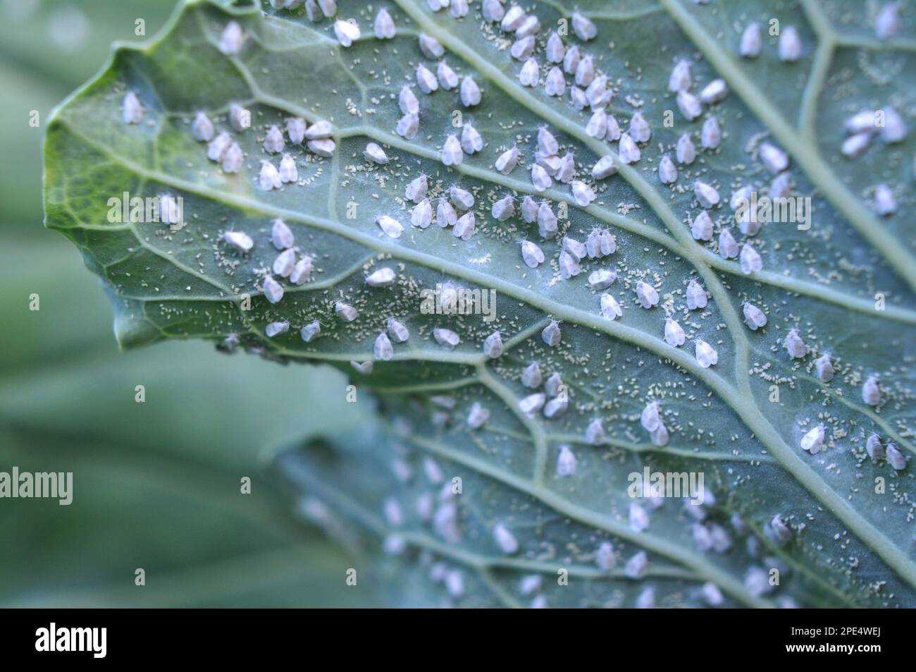 Very harmful butterfly whitefly (Aleyrodes proletella) on the plant