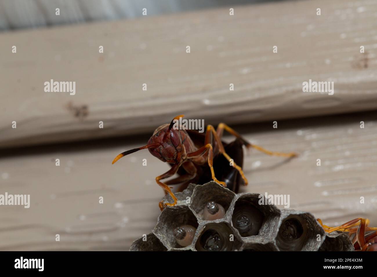 Paper Wasps are Vespid Wasps that gather fibers from dead wood and plant stems.Paper Wasp nest with Larvea inside, with adult Wasps guarding the nest! Stock Photo