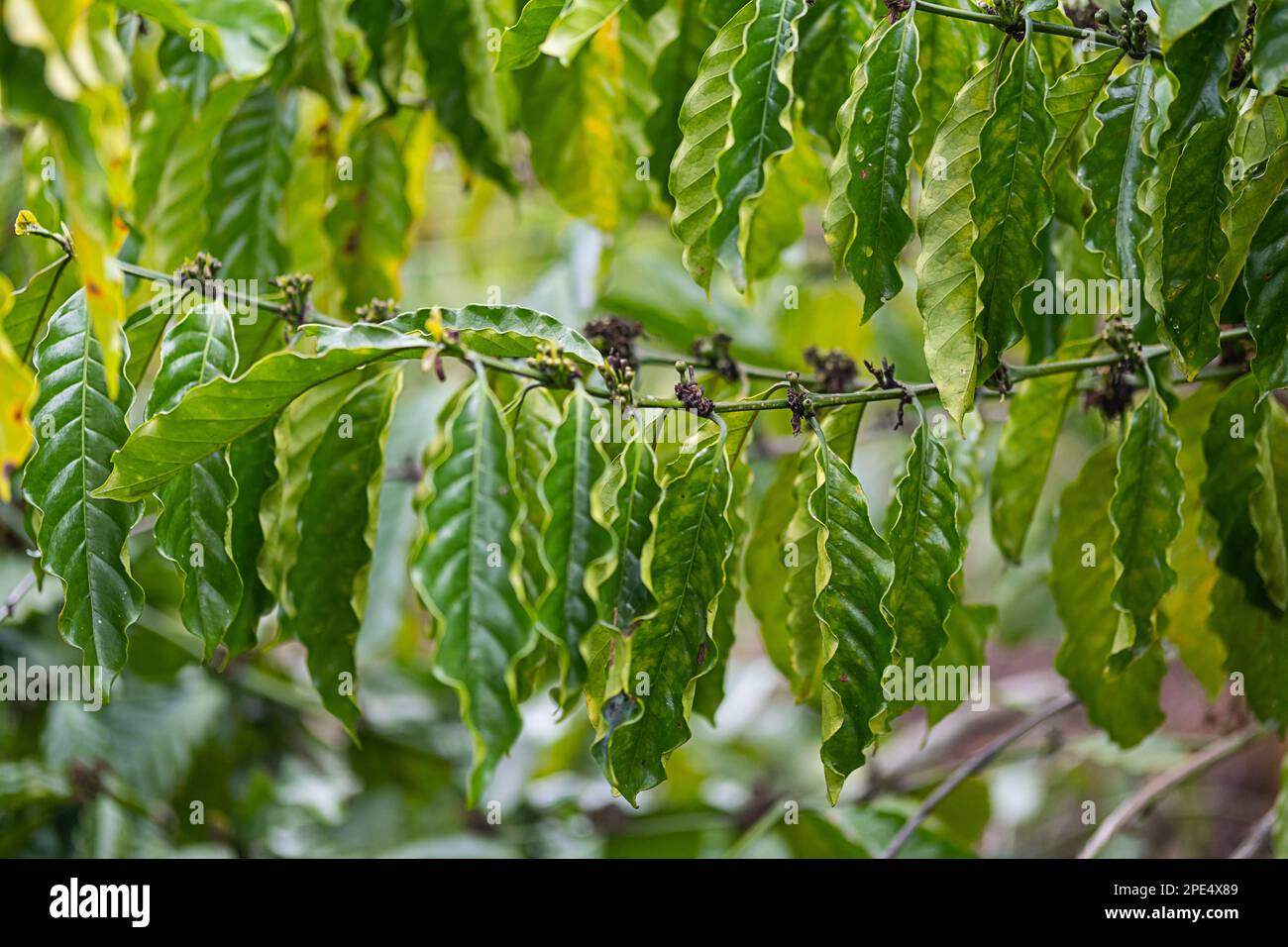 Coffee trees plantation. Organic coffee growing in tropical garden Stock Photo Alamy