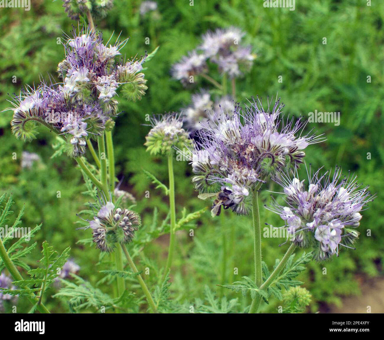 The field is blooming phacelia - a special honey plant for bees Stock Photo