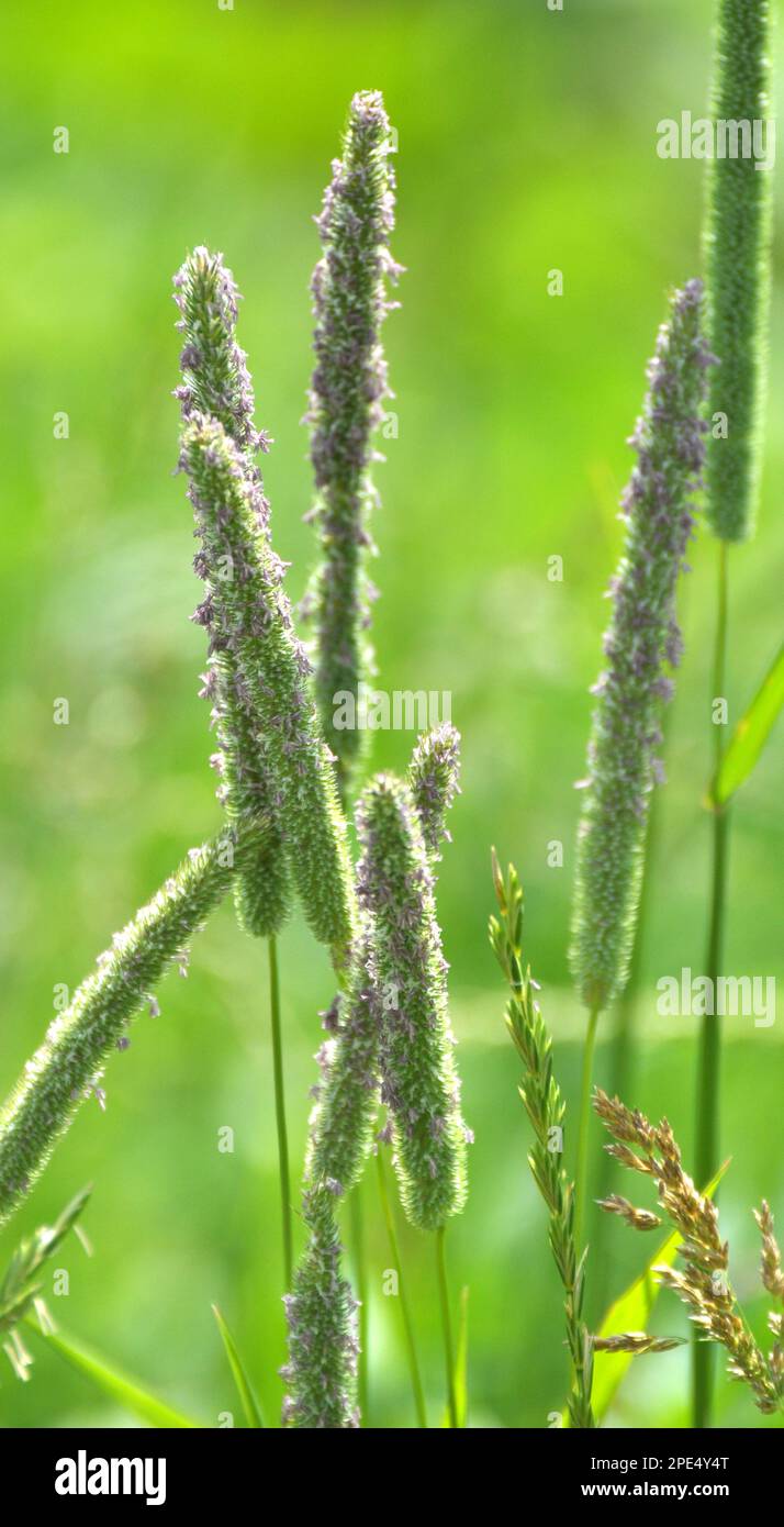 Valuable forage grass timothy (Phleum pratense) grows in the meadow Stock Photo