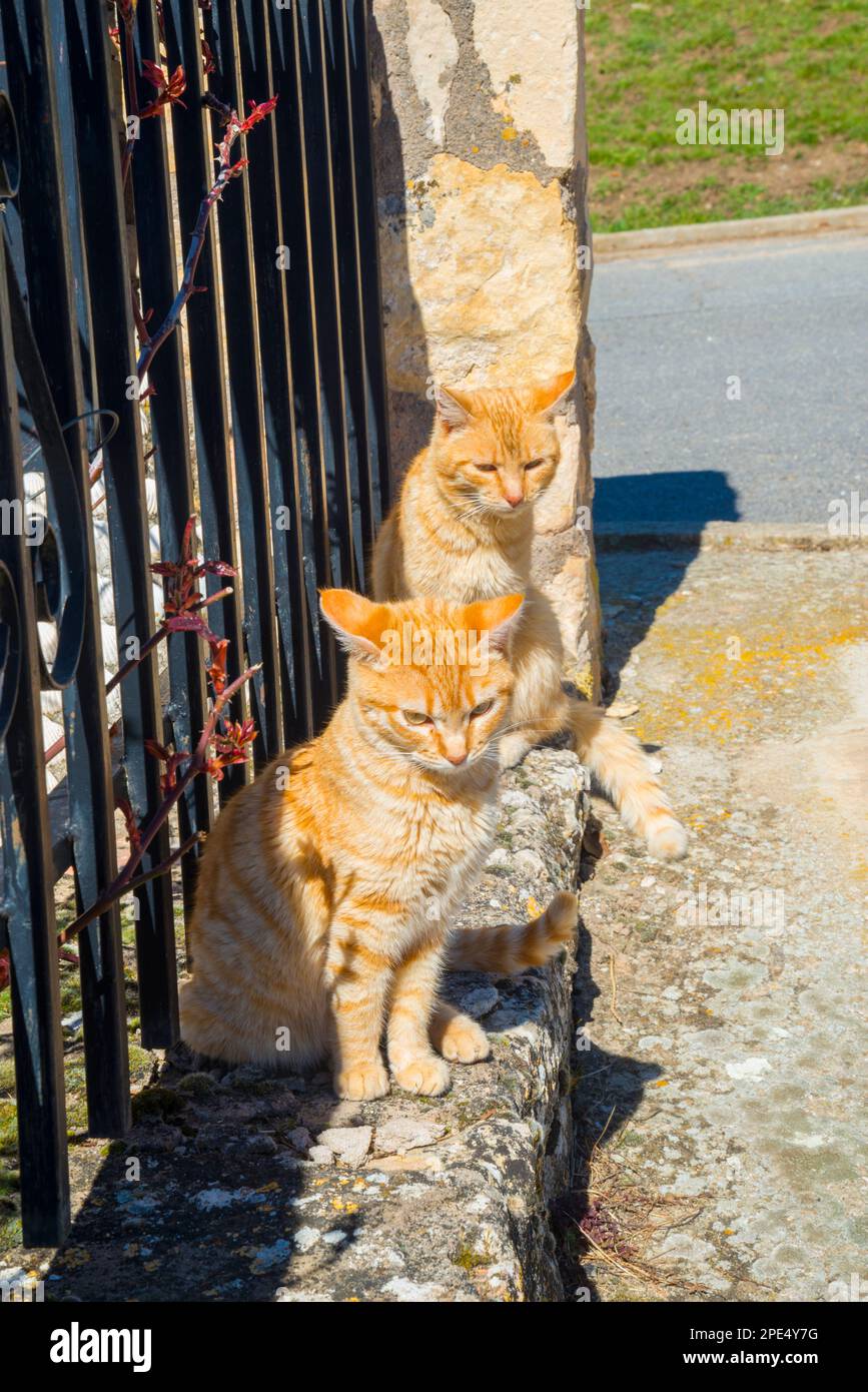 Two tabby cats. Stock Photo