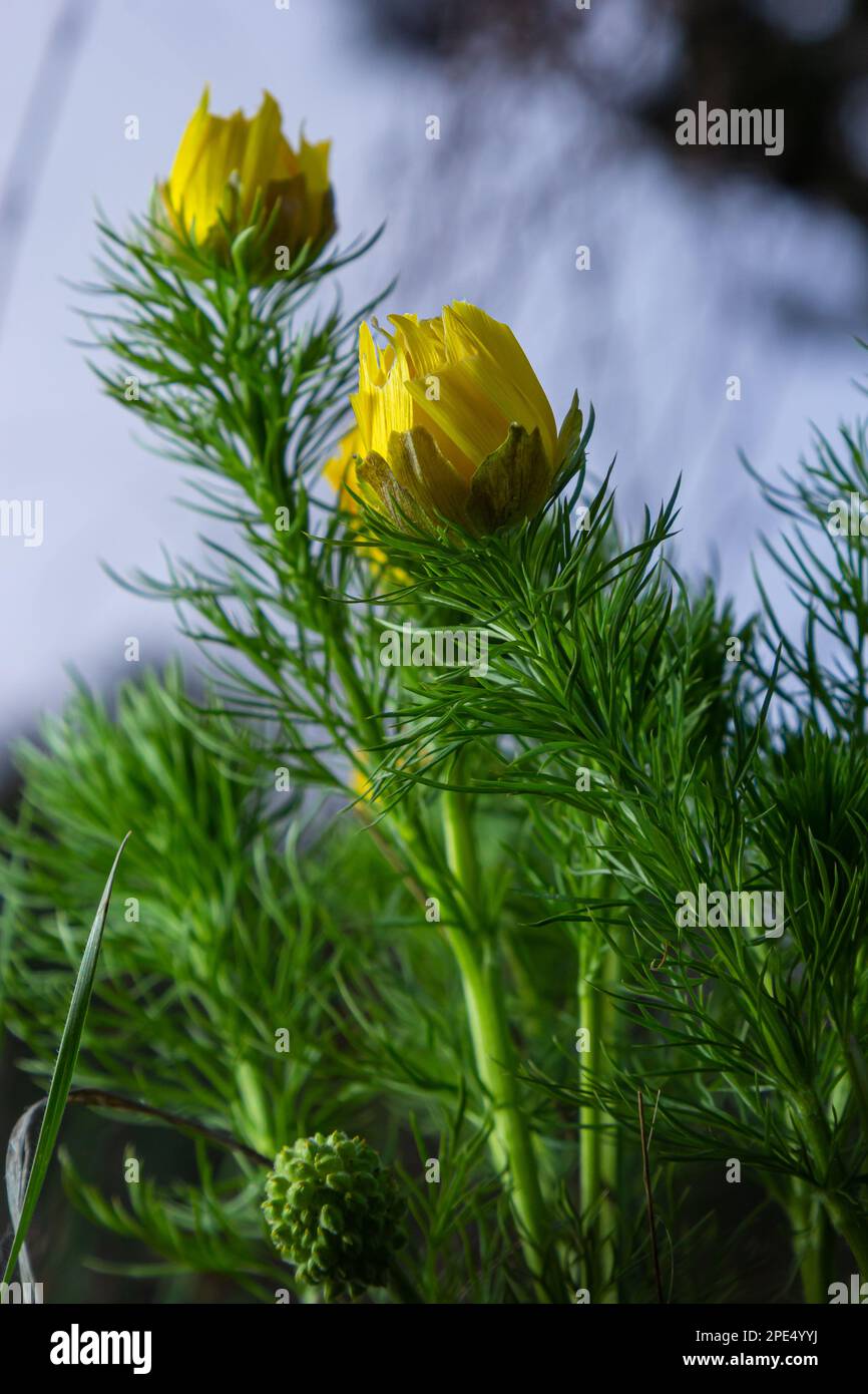 Adonis vernalis, Spring Adonis, Ranunculaceae. Wild plant shot in spring. Stock Photo