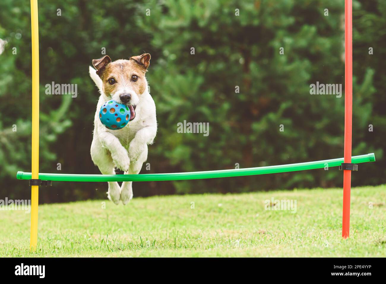 Dog practices agility course at home backyard jumping over hurdle Stock