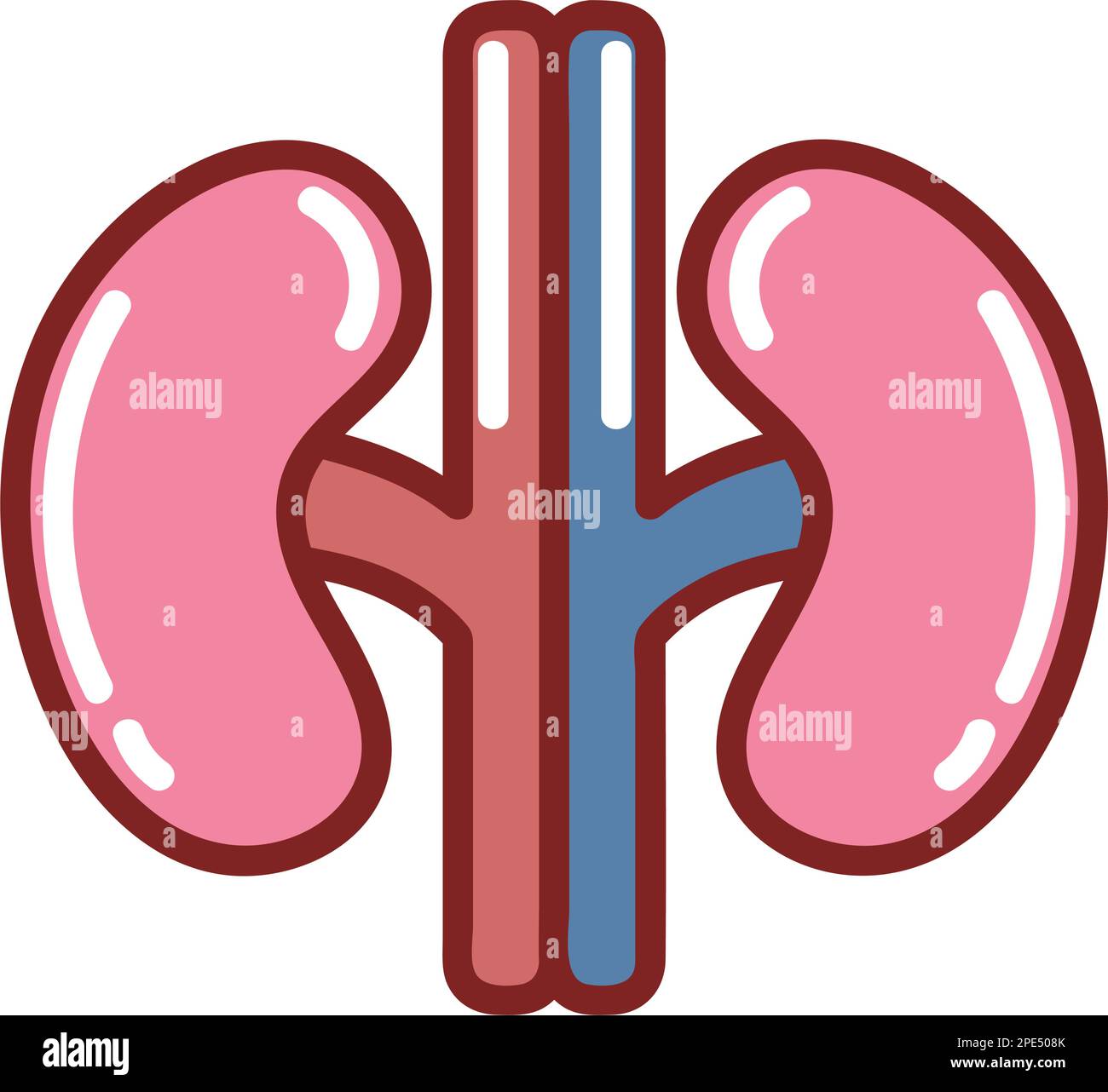 Pretty Kidney Nephrology education hi-res stock photography and images - Alamy