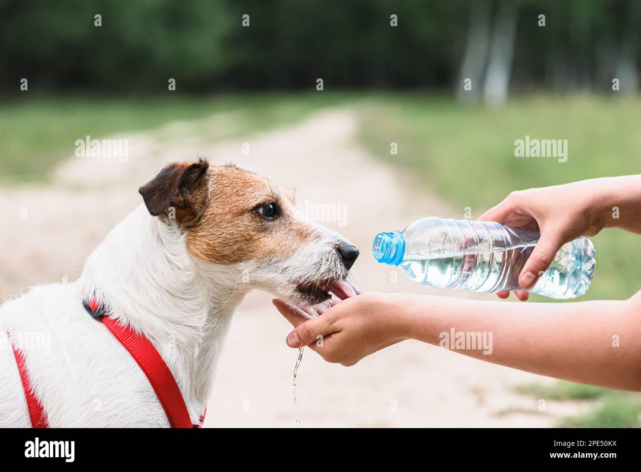 Woman watering her thirsty dog at hiking path. Dog drinking water from