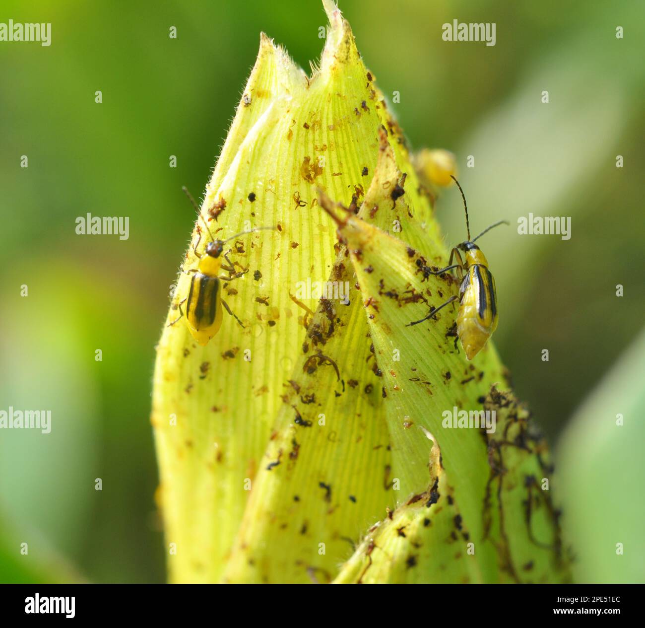 On the plant is a harmful insect Western corn beetle (Diabrotica