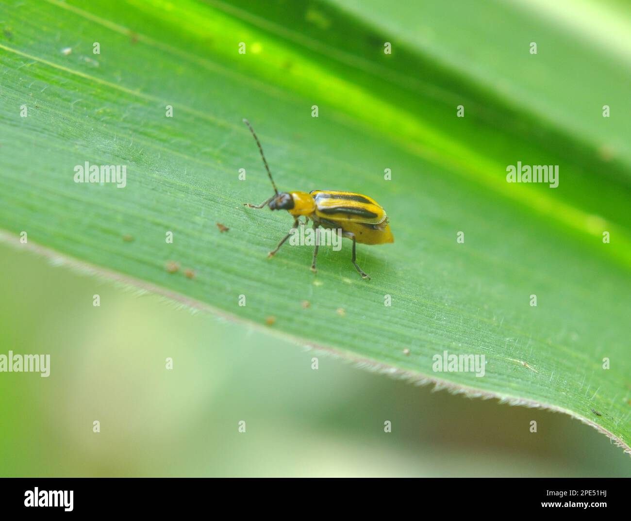 On the plant is a harmful insect Western corn beetle (Diabrotica