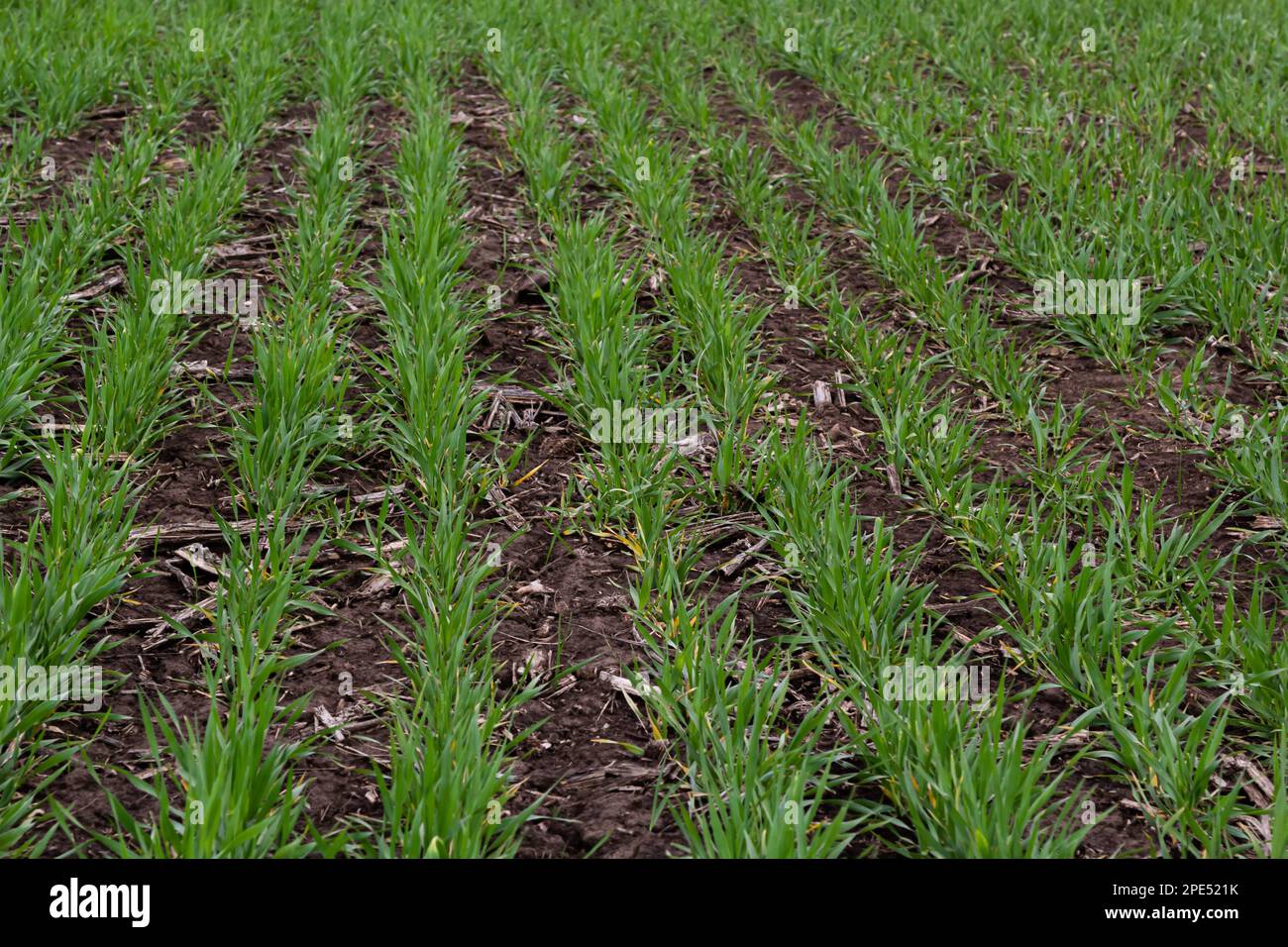 rows of green young shoots , the concept of agriculture, planted wheat