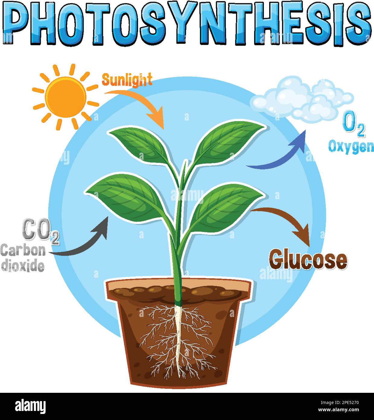 Diagram of photosynthesis for biology and life science education