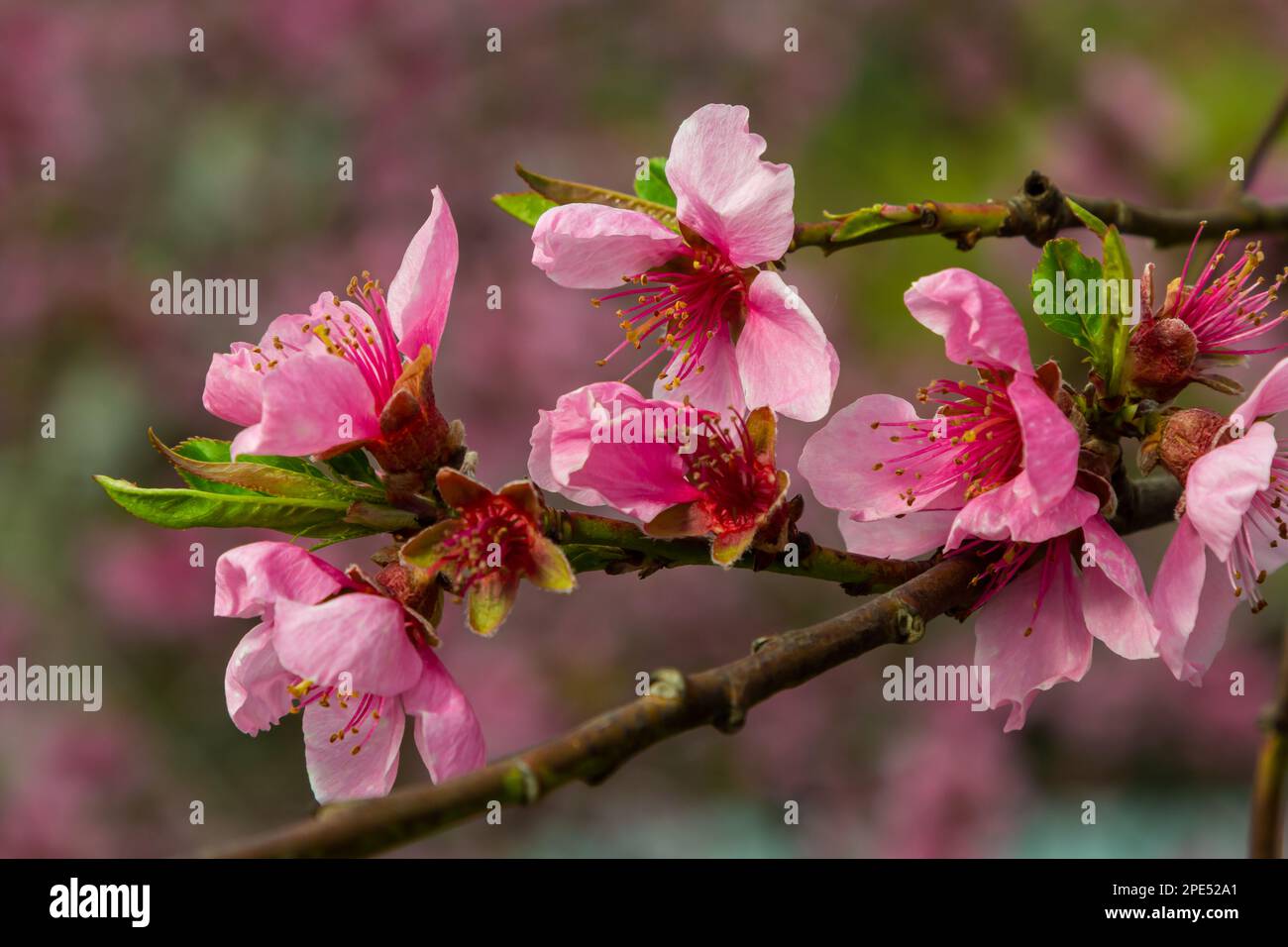 Peach orchard in full hi-res stock photography and images - Alamy