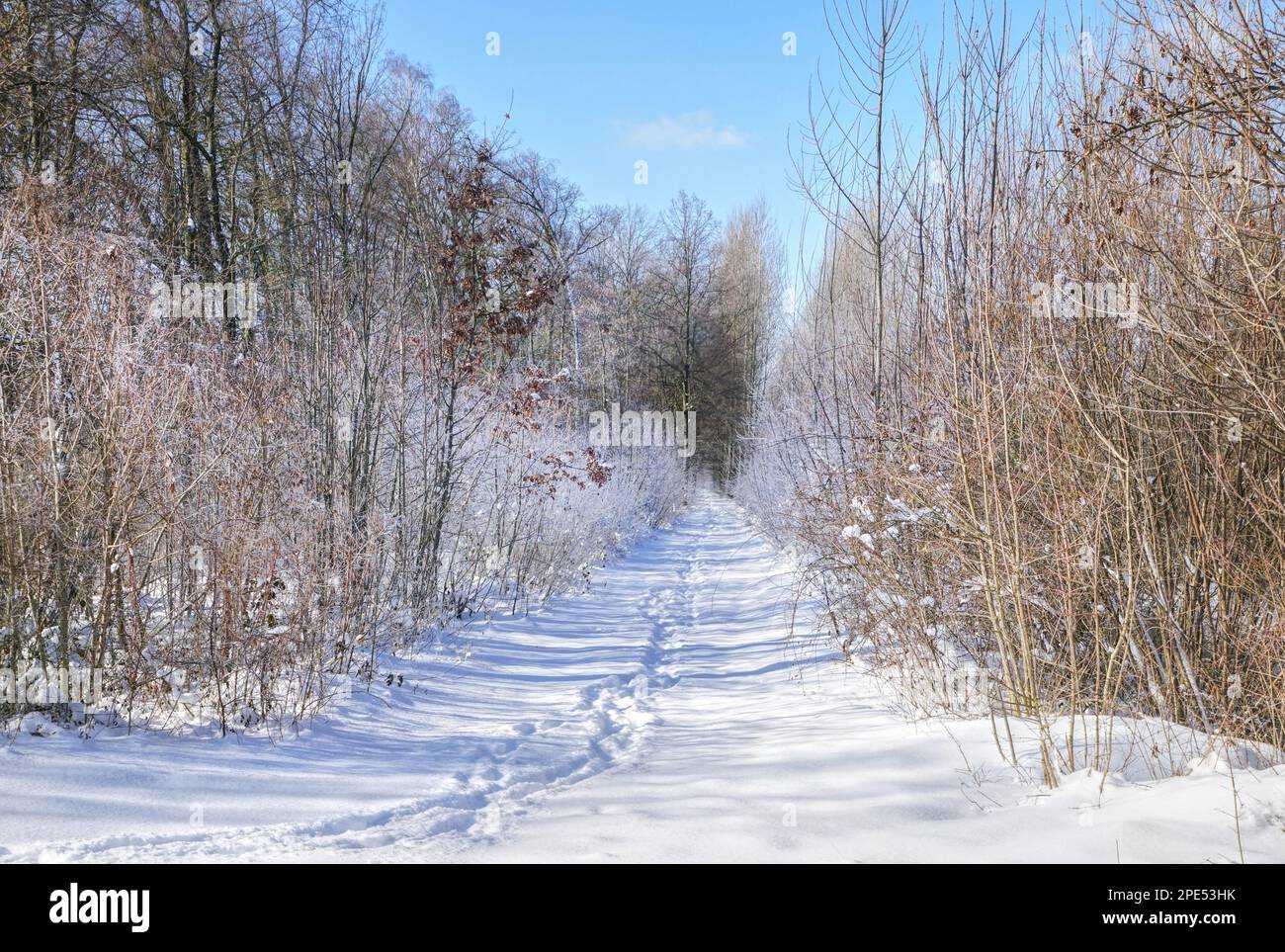 Verschneiter Waldweg beim Gastlichen Dorf im Winter Stock Photo