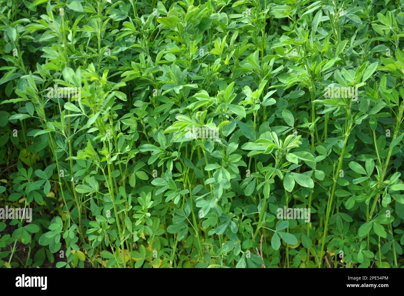 In the spring farm field young alfalfa grows Stock Photo Alamy