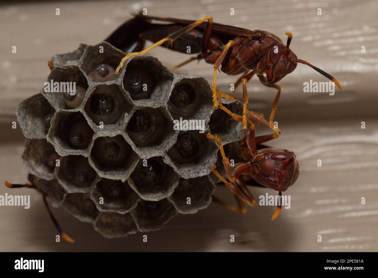 Paper Wasps are Vespid Wasps that gather fibers from dead wood and plant stems.Paper Wasp nest with Larvea inside, with adult Wasps guarding the nest! Stock Photo