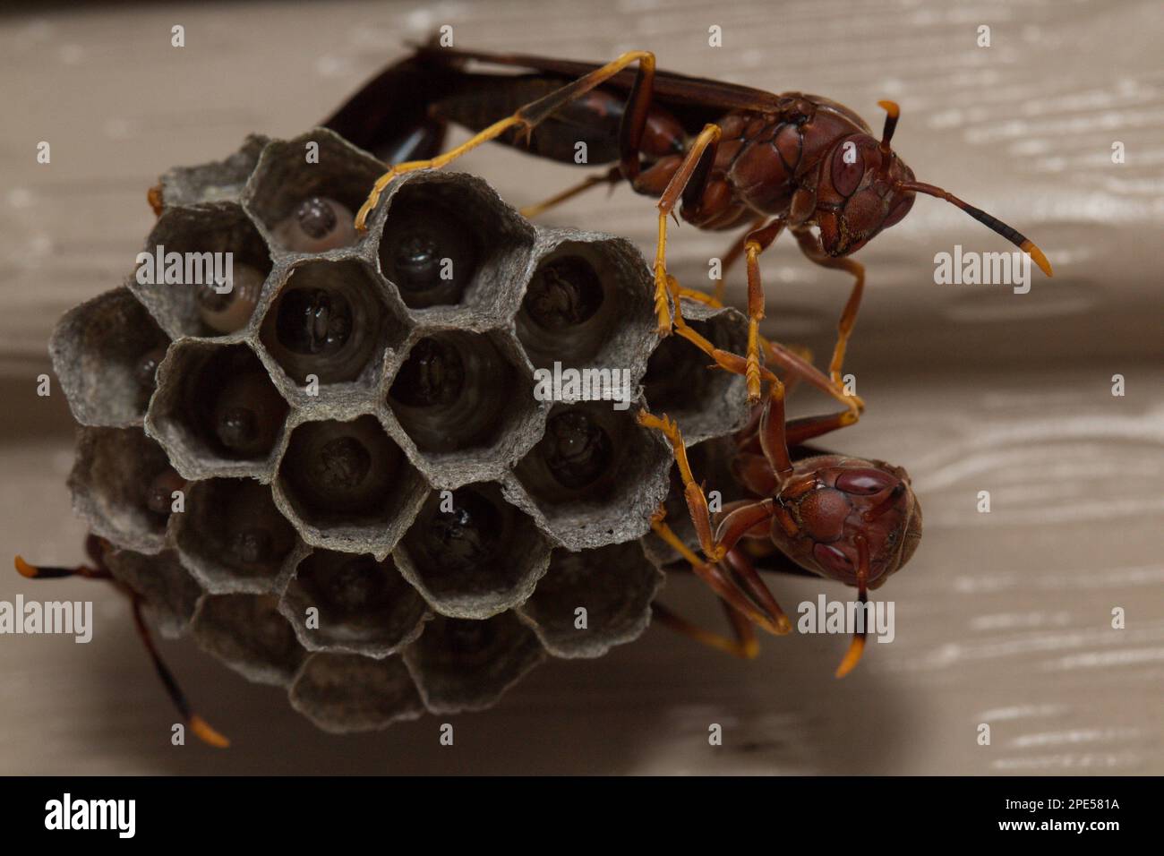 Paper Wasps Are Vespid Wasps That Gather Fibers From Dead Wood And Plant Stems Paper Wasp Nest