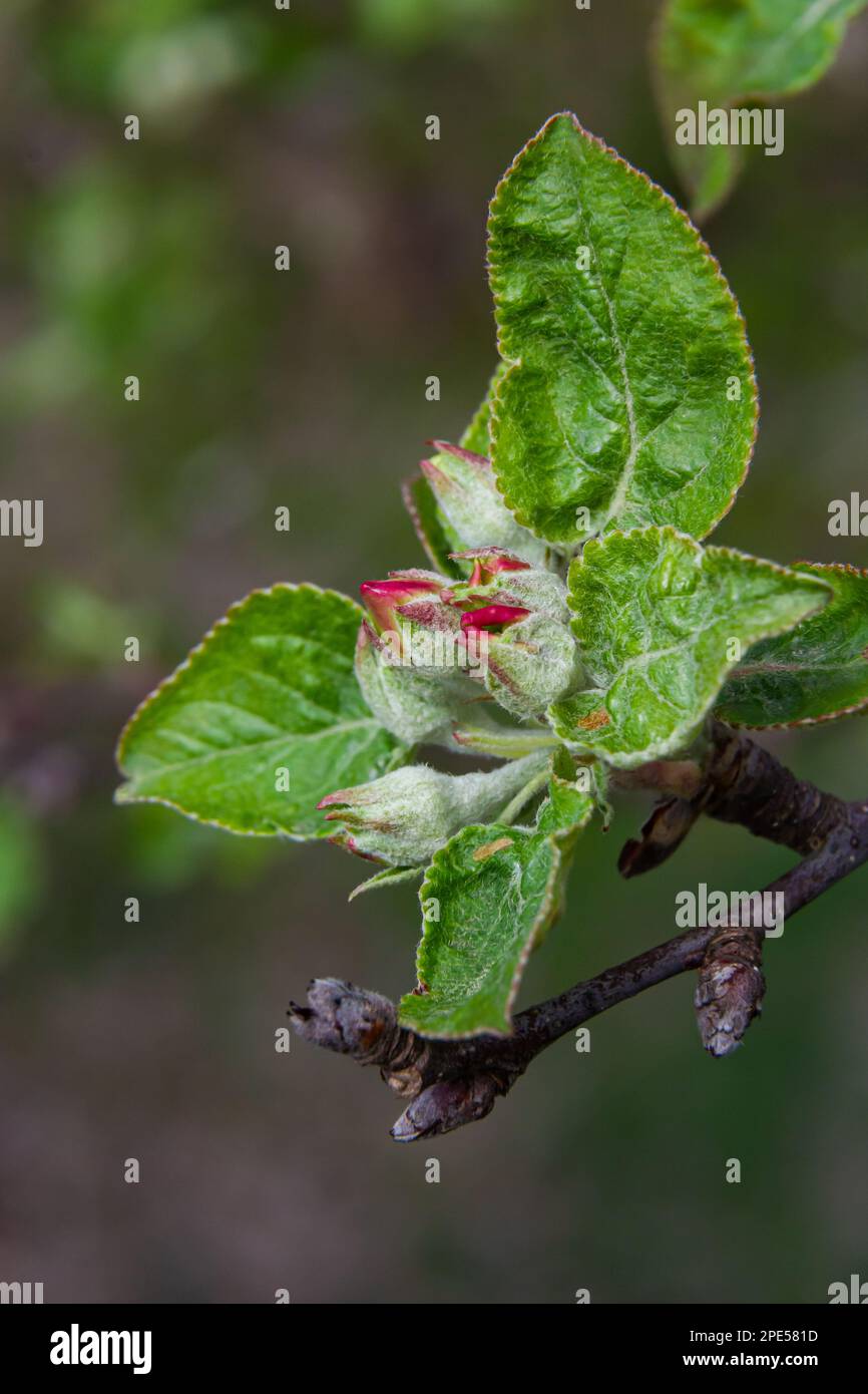 Fresh pink and white blossom flower buds of the Discovery Apple tree, Malus domestica, blooming in springtime. Stock Photo