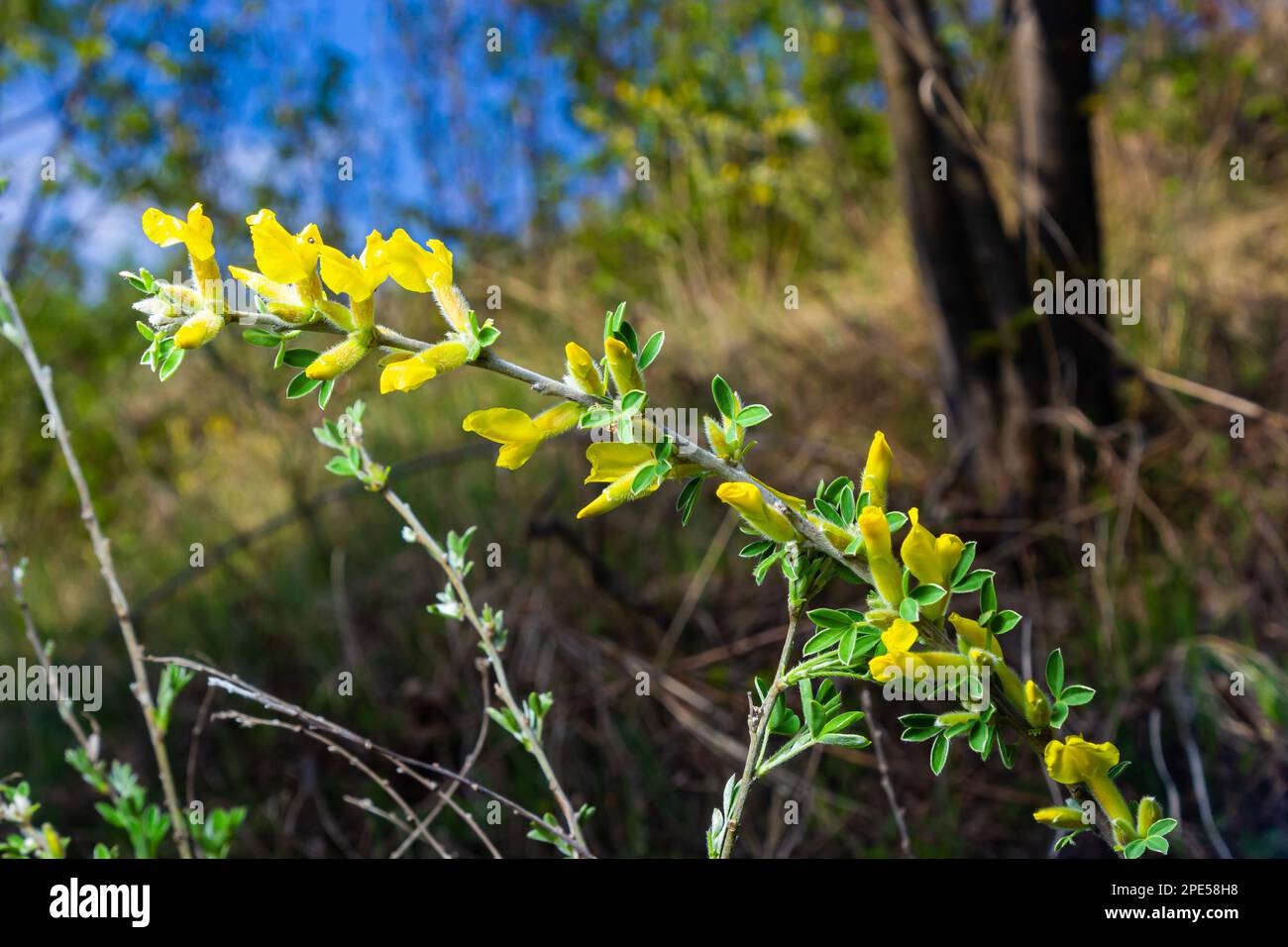 Flowering branch, Chamaecytisus ruthenicus, on natural background. Russian Broom, Chamaecytisus ruthenicus, in garden. Selective focus of flowering pl Stock Photo