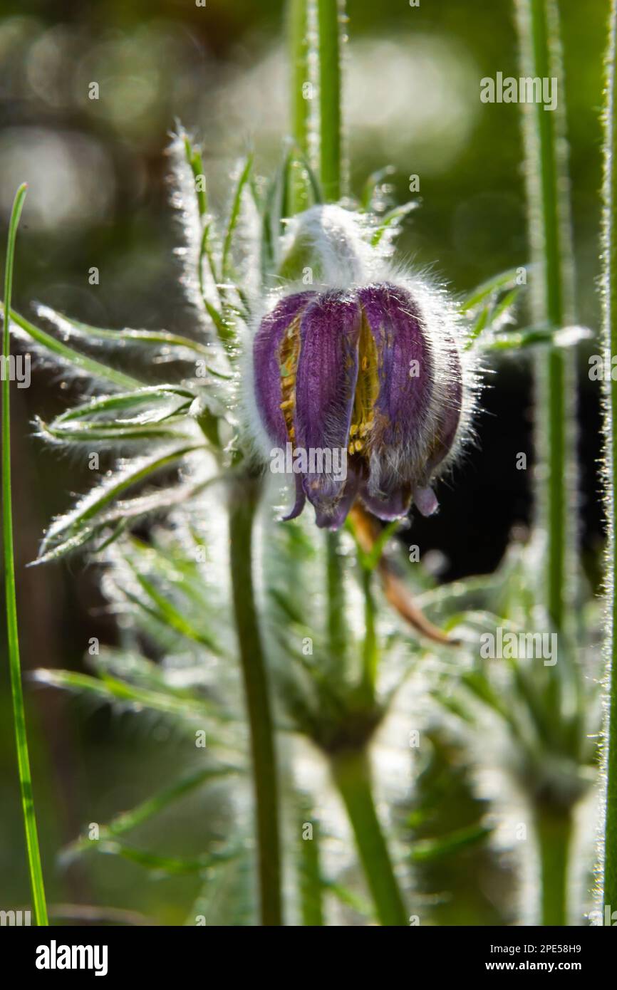 Pulsatilla patens. Pulsatilla easter flower on the meadow. Pulsatilla pratensis blooming. fluffy purple spring flower dream grass. Primrose during the Stock Photo
