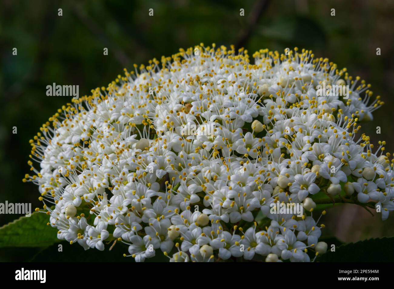 In the spring in the wild blossoms of viburnum, Viburnum lantana. Stock Photo