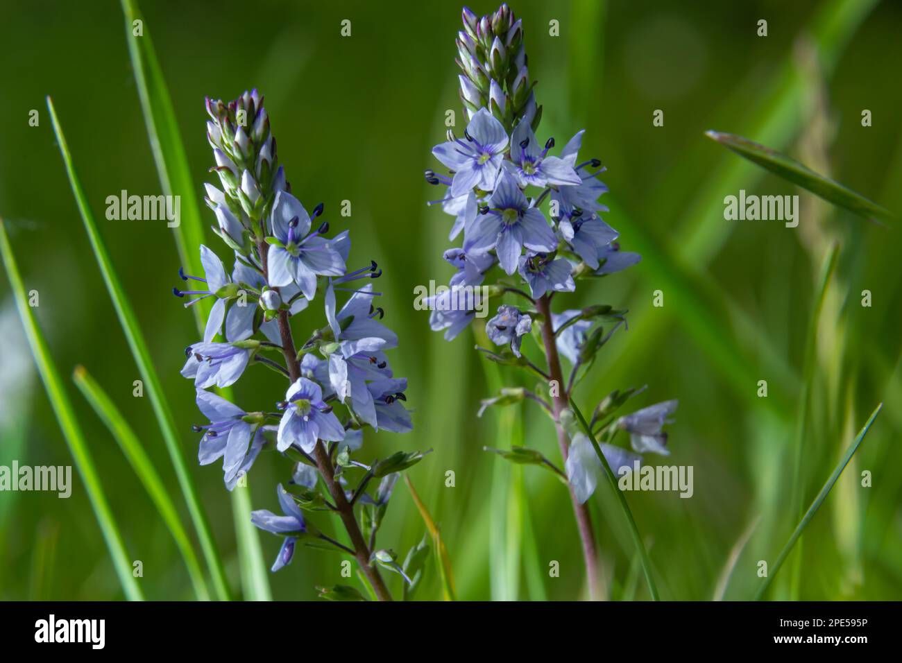 In the spring, Veronica prostrata blooms in the wild among grasses. Stock Photo