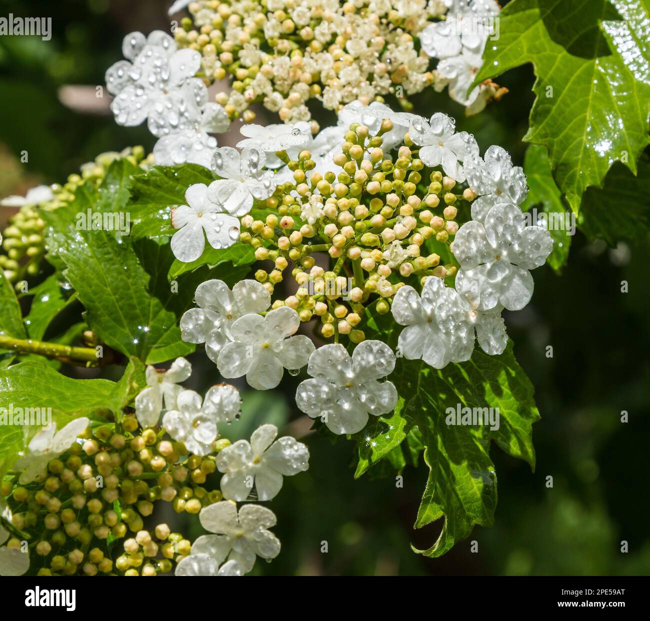 Viburnum flower with green leaves on sky background in sunny weather