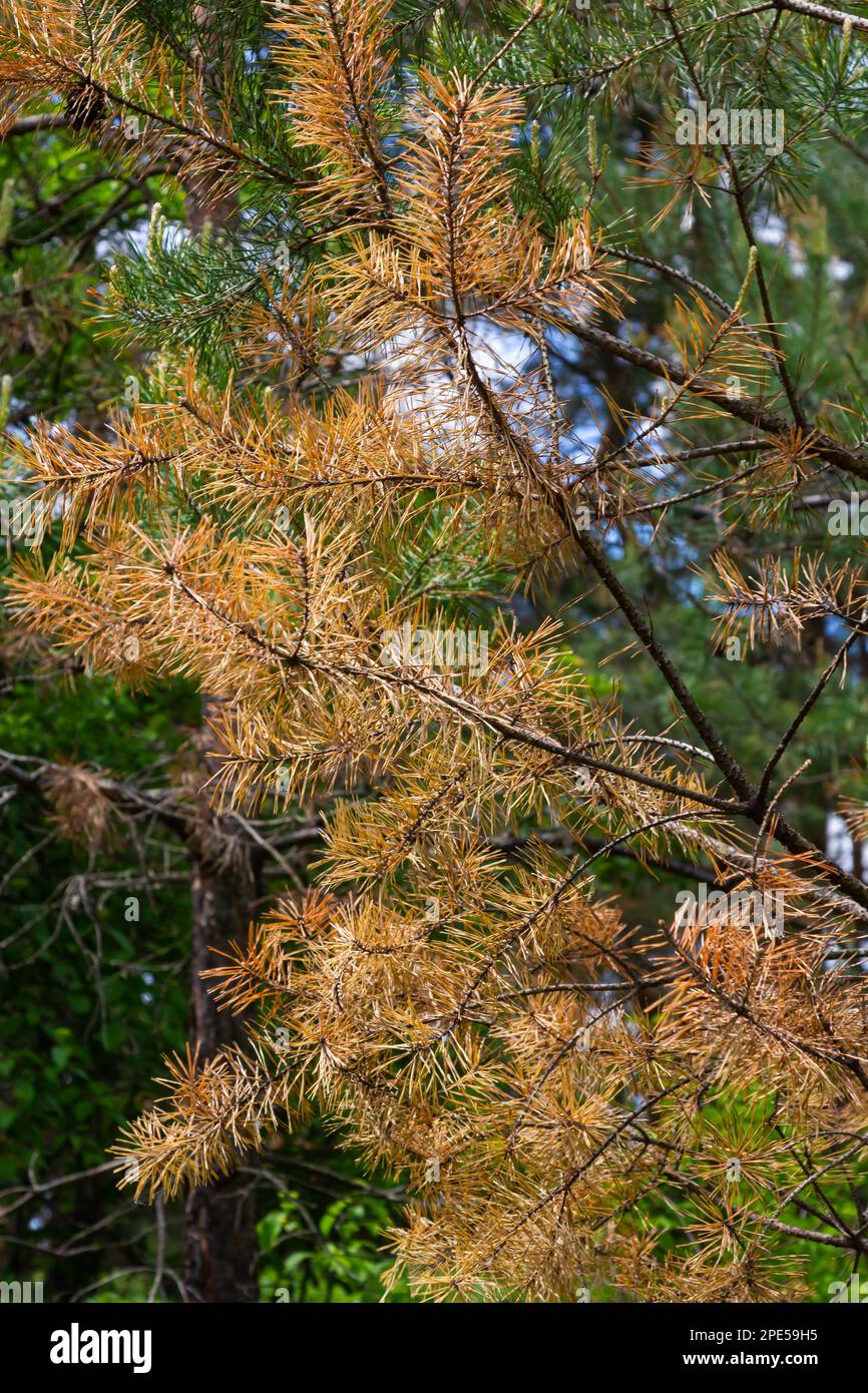 Dry young pine trees after a grass fire. Burnt tree trunks, dried