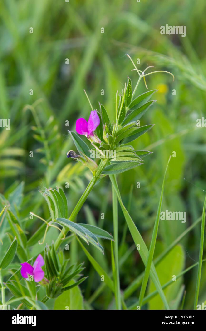 Vicia lathyroides, known as Vicia lathyroides. In the natural environment. Stock Photo