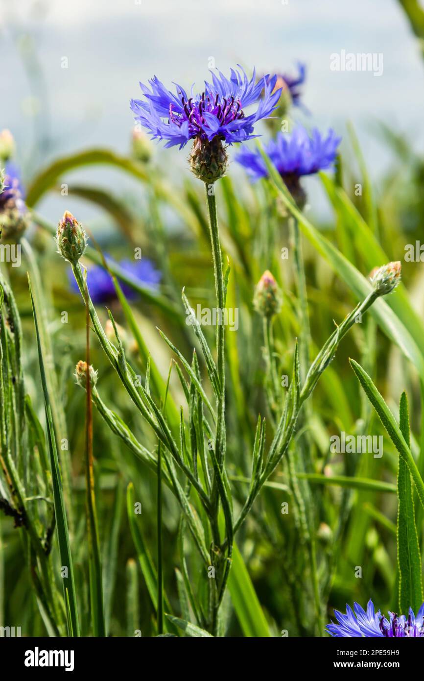 Bachelor buttons hi-res stock photography and images - Alamy