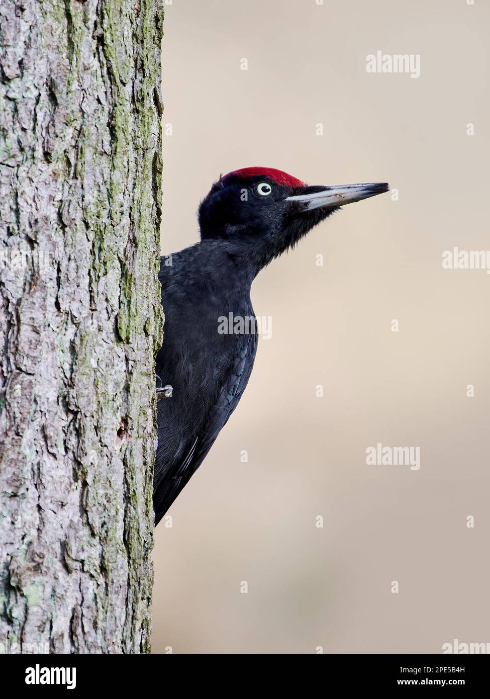 Black woodpecker (Dryocopus martius) in its natural environment Stock Photo
