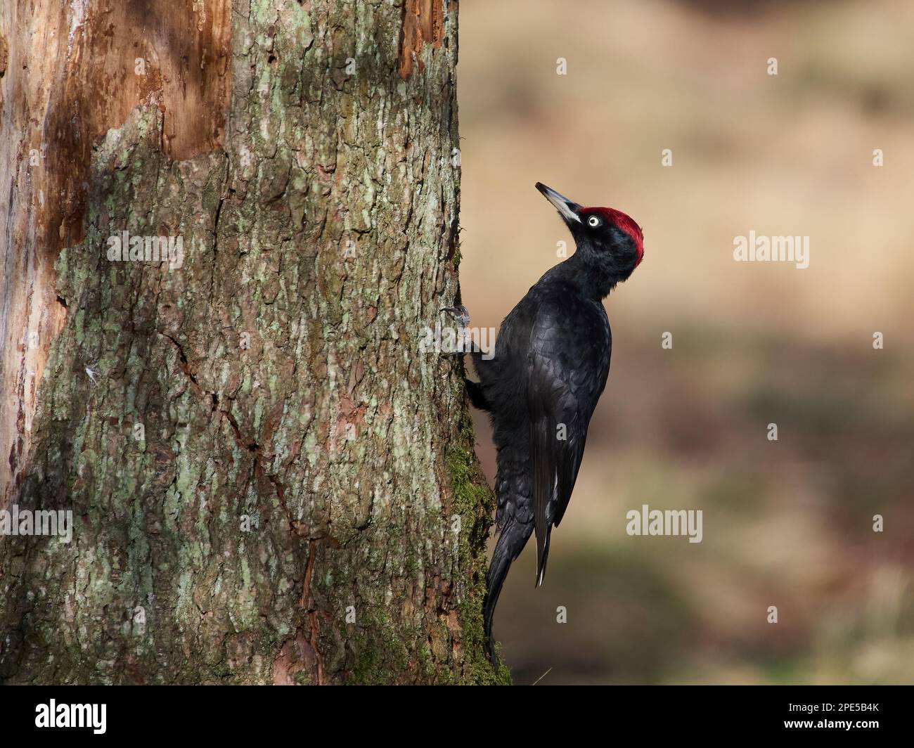 Black woodpecker (Dryocopus martius) in its natural environment Stock Photo