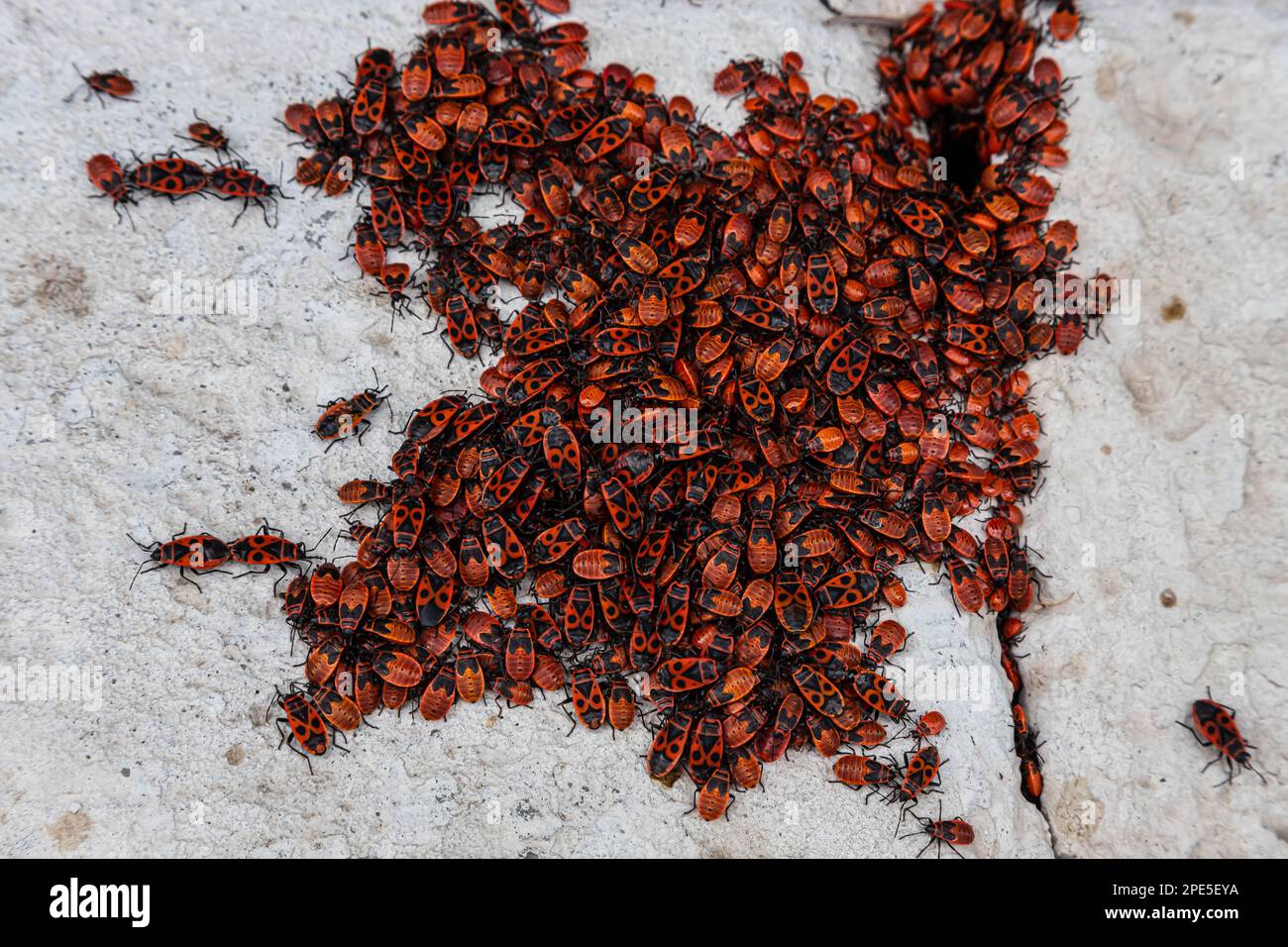 large colony of red and black beetles on a stone Stock Photo