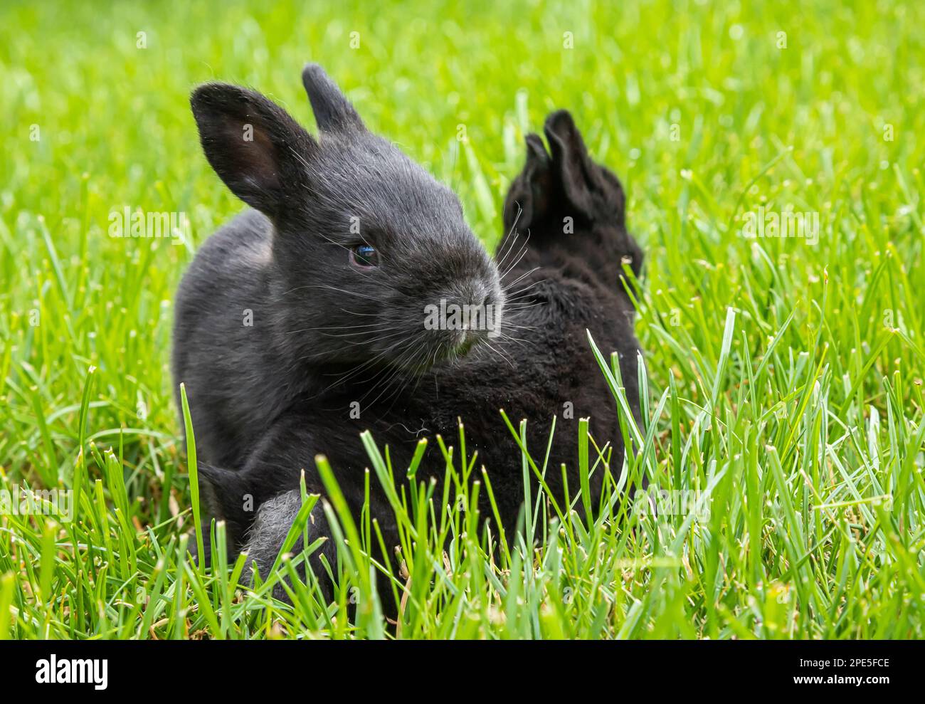 little black rabbits in the green grass Stock Photo Alamy