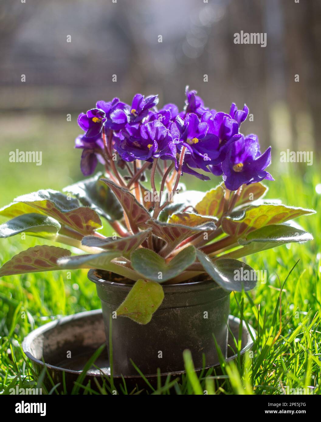 African violet in a pot. Blurred grass in the background Stock Photo