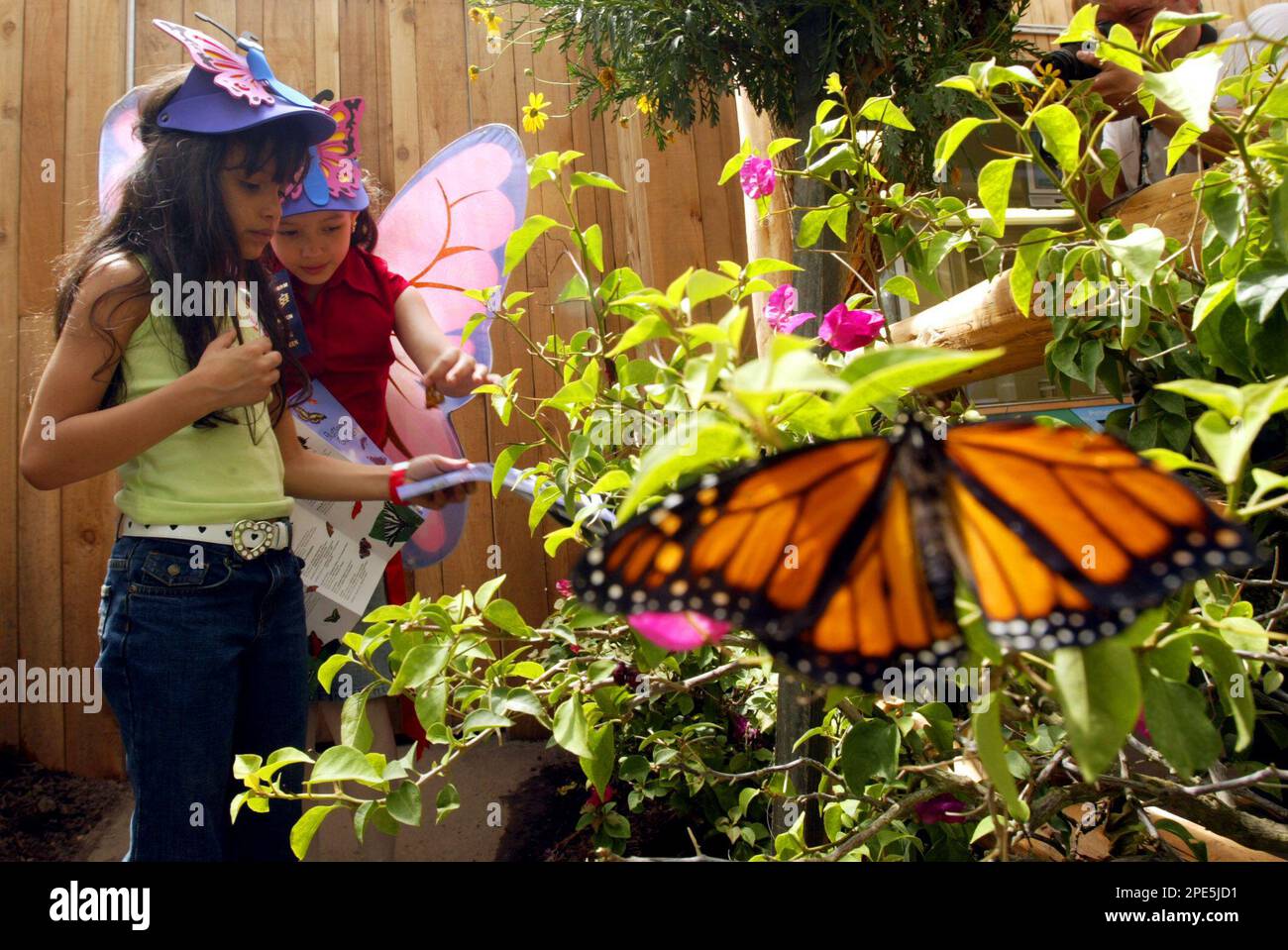 A Monarch butterfly is perched on a plant at the Bronx Zoo's new