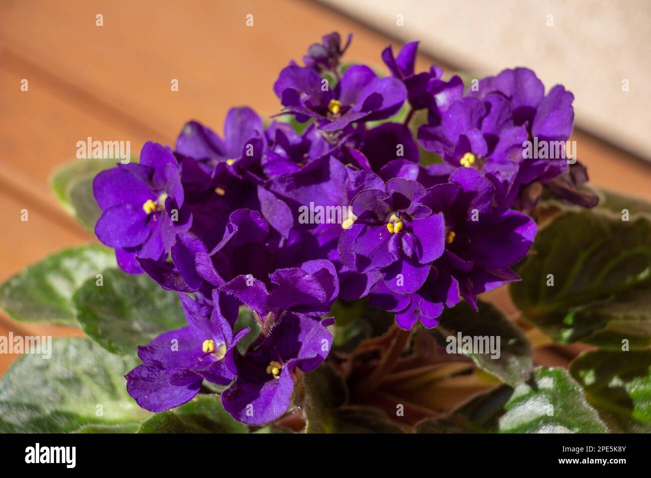 African violet in a pot, macro image Stock Photo