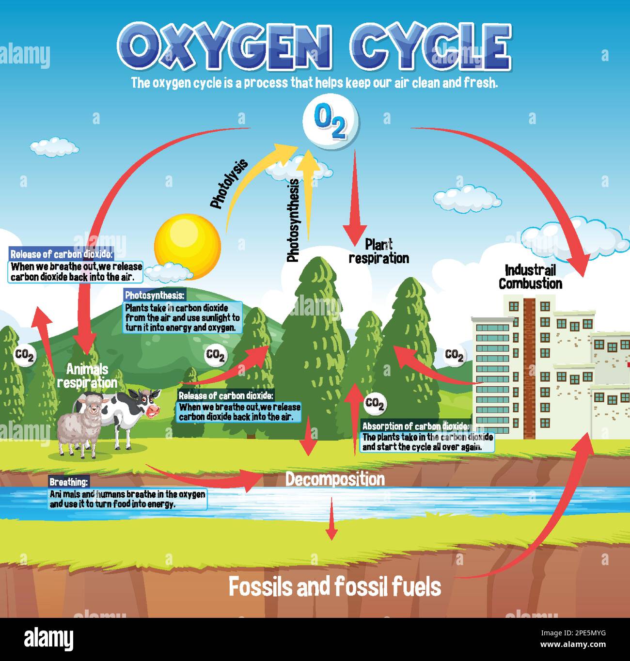 Oxygen Cycle Diagram for Science Education illustration Stock Vector