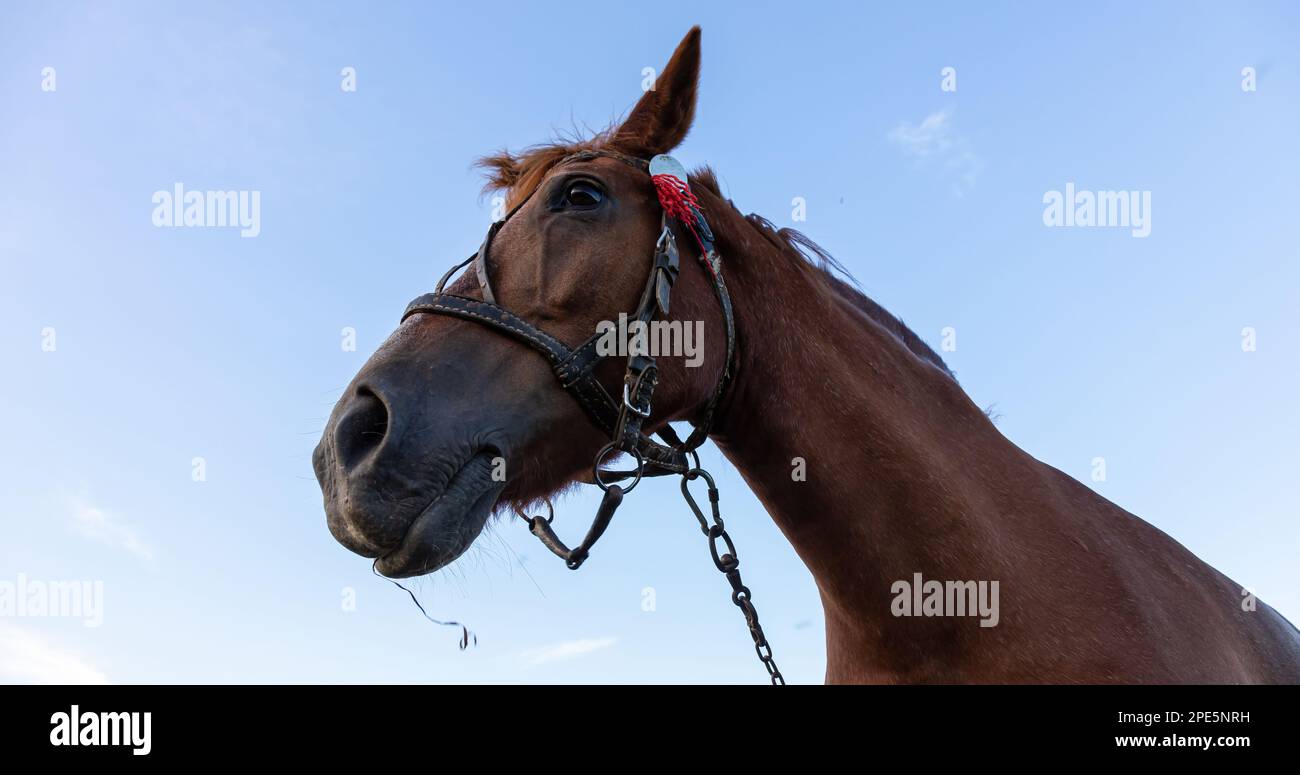 Beautiful brown horse on a green background Stock Photo - Alamy