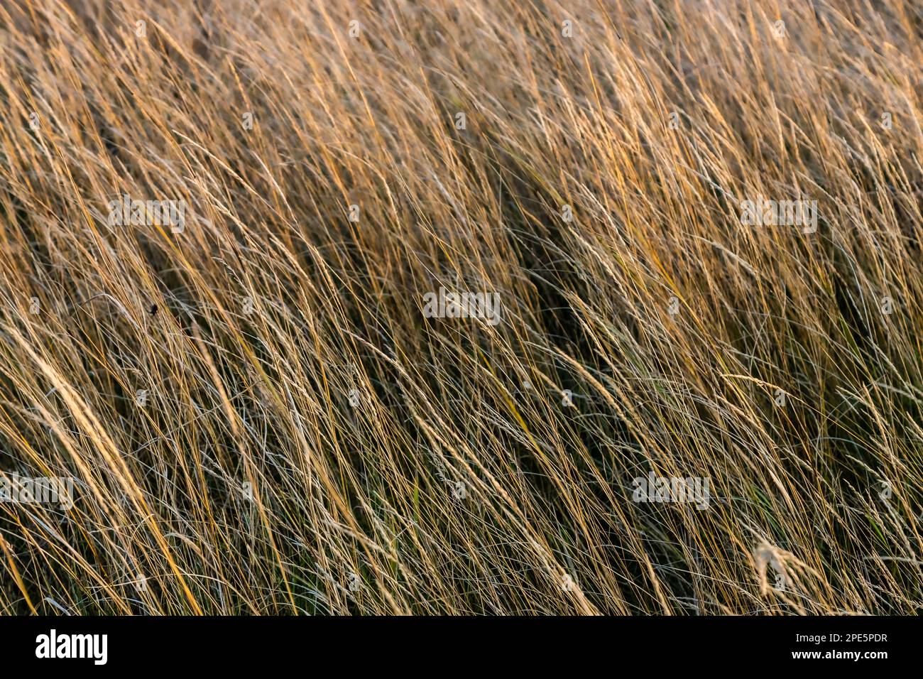 Brown grass flowers and Sun, brown grass flower field with nature brown