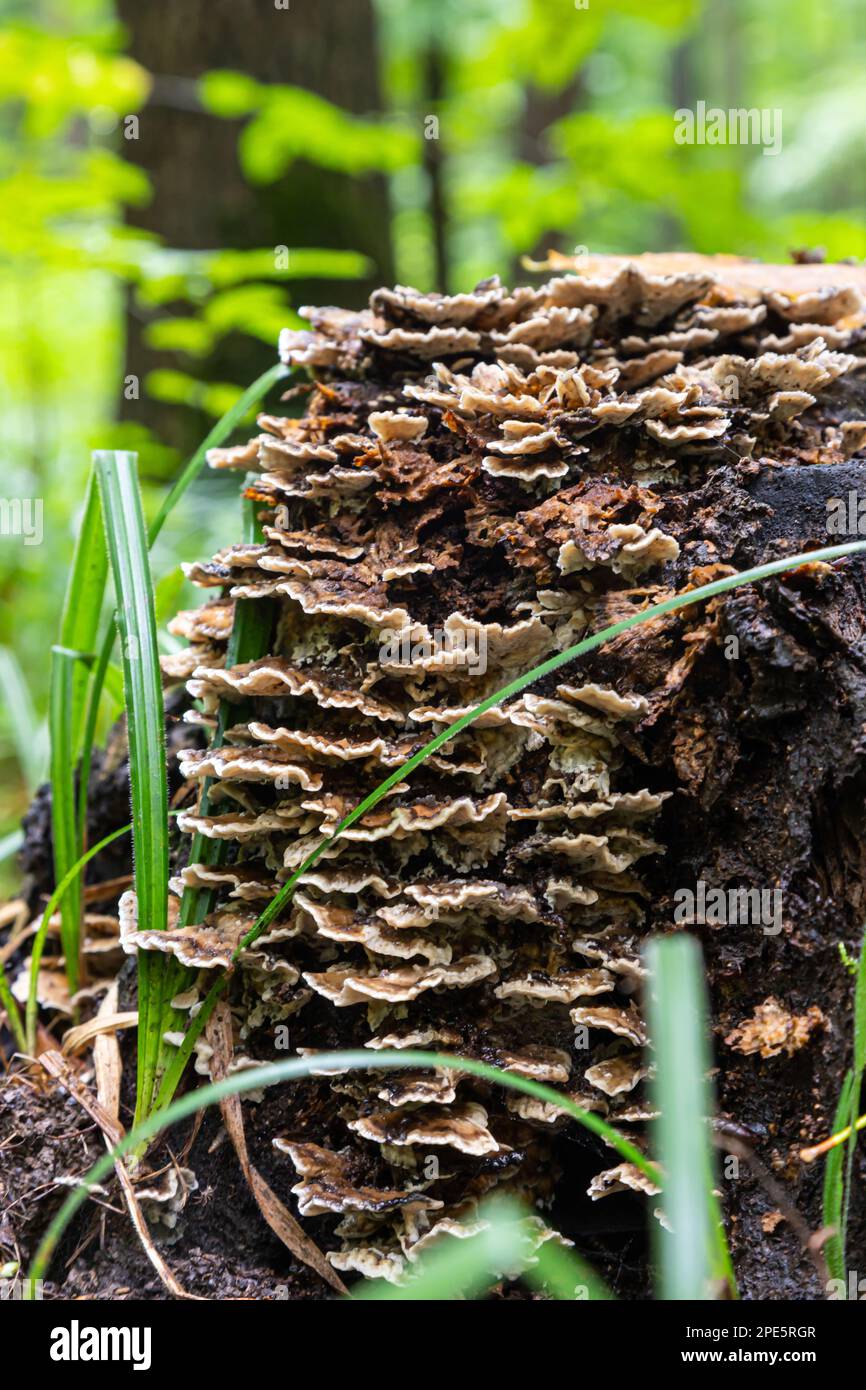 Turkey tail mushroom growing on a tree stump with moss Stock Photo Alamy