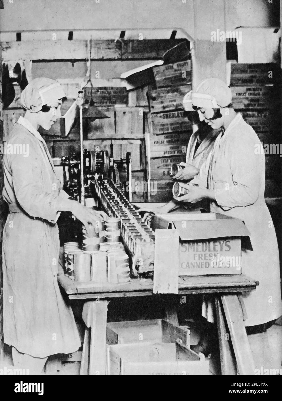 Packing and labelling canned peas at the Smedley's factory, c1933. Smedley's was the first large-scale canning business in Britain. Stock Photo