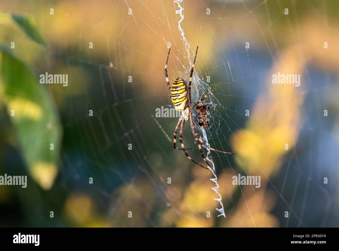 Close up of a spider in nature. Amazing nature. Close up of a spider making web. Macro photography of nature. Stock Photo