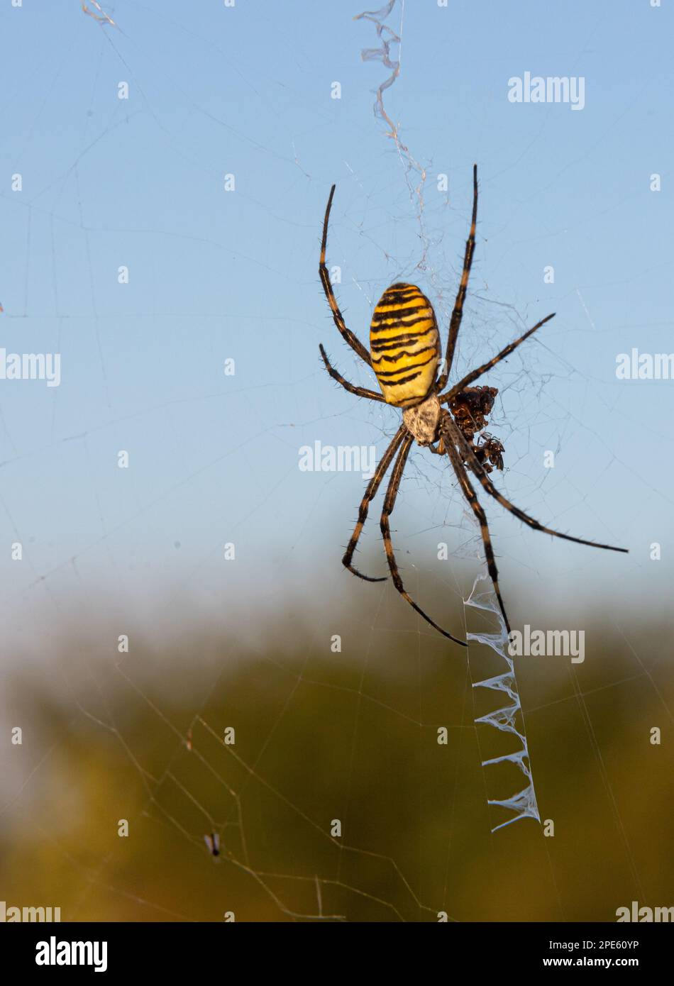 Close up of a spider in nature. Amazing nature. Close up of a spider making web. Macro photography of nature. Stock Photo