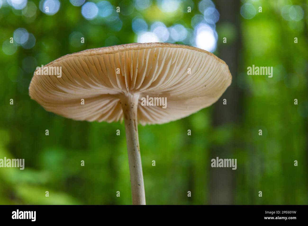 Autumn delicate, beautiful mushroom macro close up of fruiting fungi on a fallen rotting tree with moss during soft overcast light in a open broad lea Stock Photo