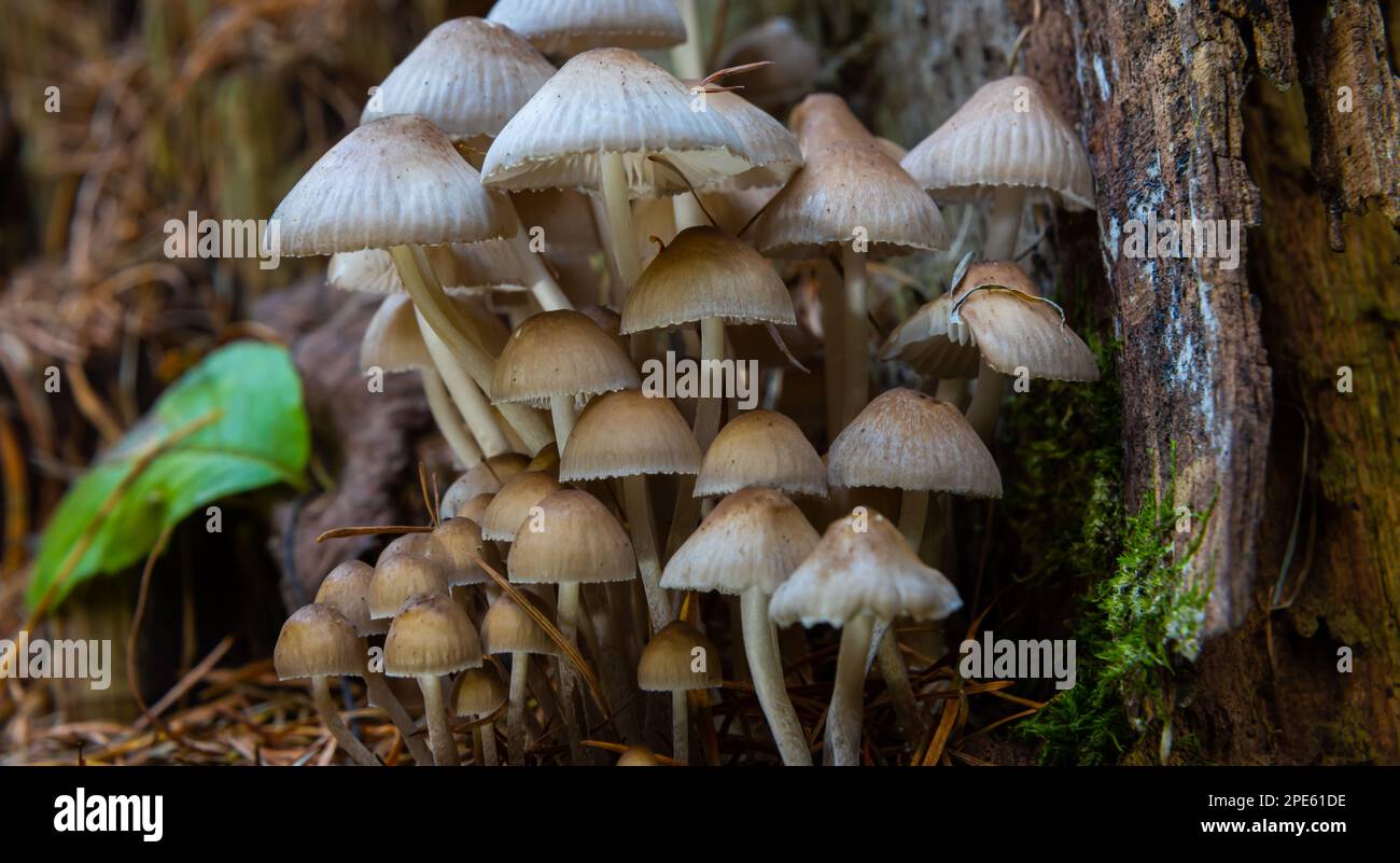 Autumn delicate, beautiful mushroom macro close up of fruiting fungi on a fallen rotting tree with moss during soft overcast light in a open broad lea Stock Photo