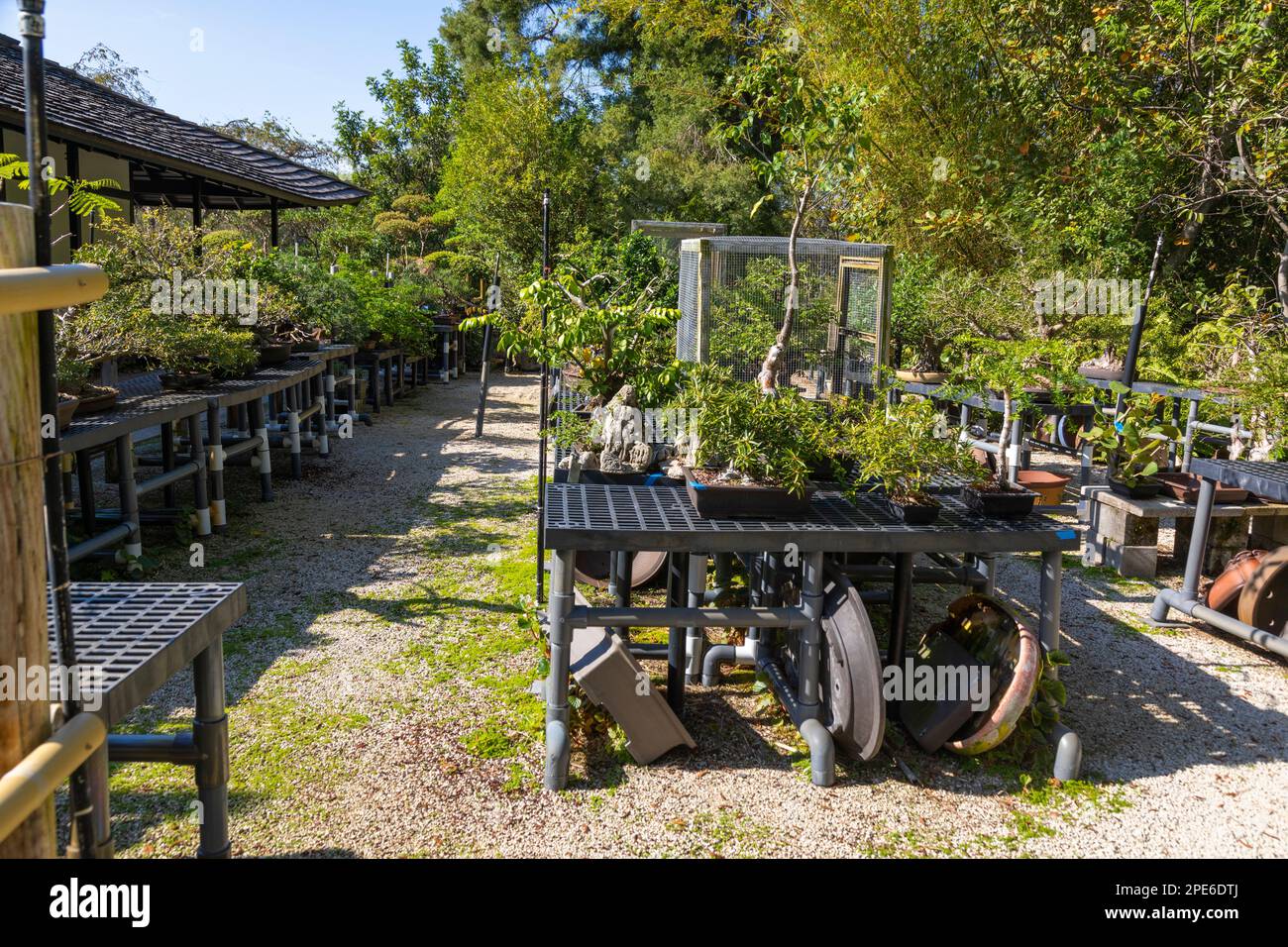 Bonsai nursery at the Morikami Museum and Japanese Garden, Delray Beach, Florida, USA Stock