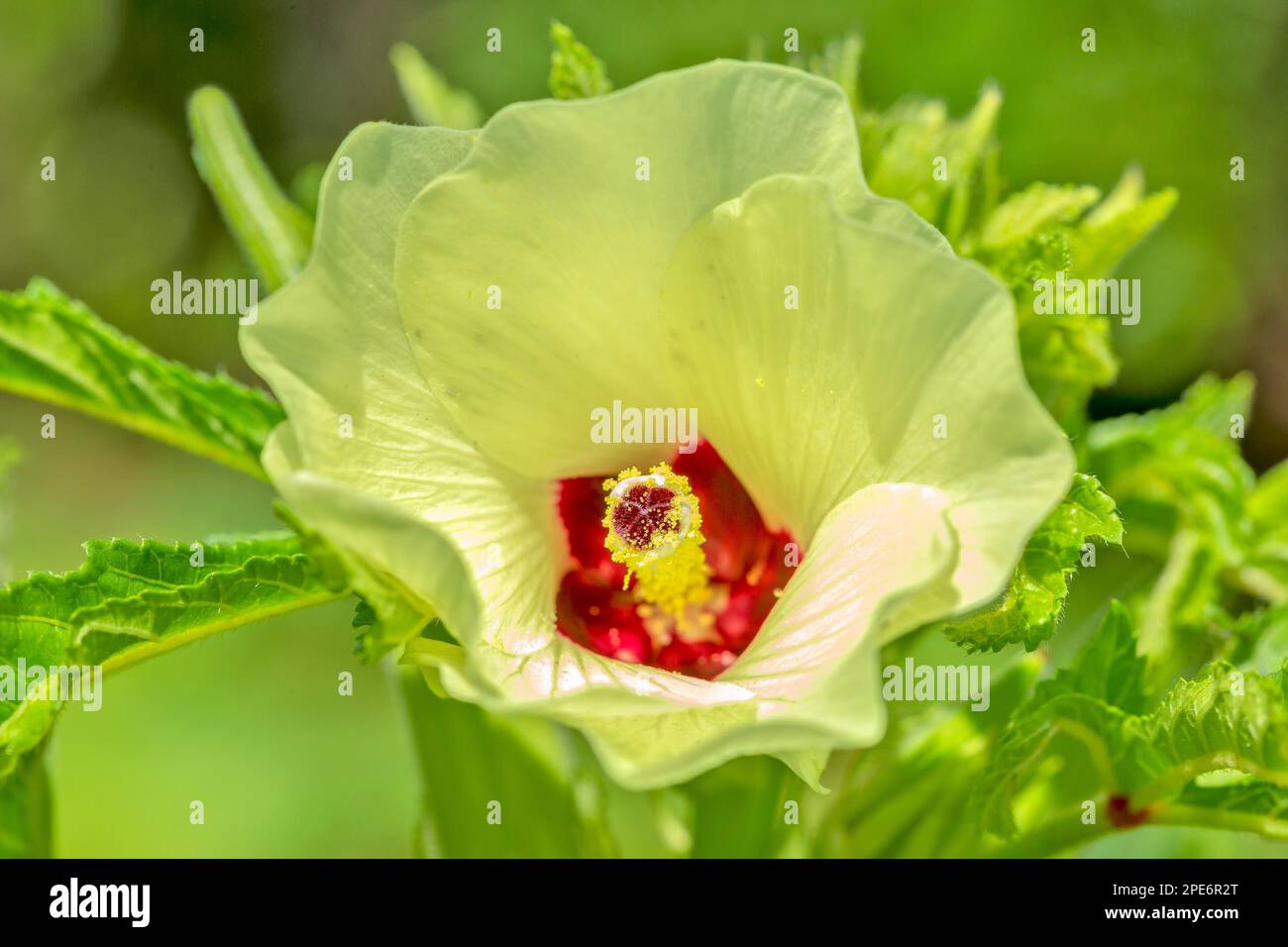 Okra (Abelmoschus esculentus) or Okro, known in many English-speaking countries as ladies fingers or ochro, is a flowering plant in the mallow family Stock Photo