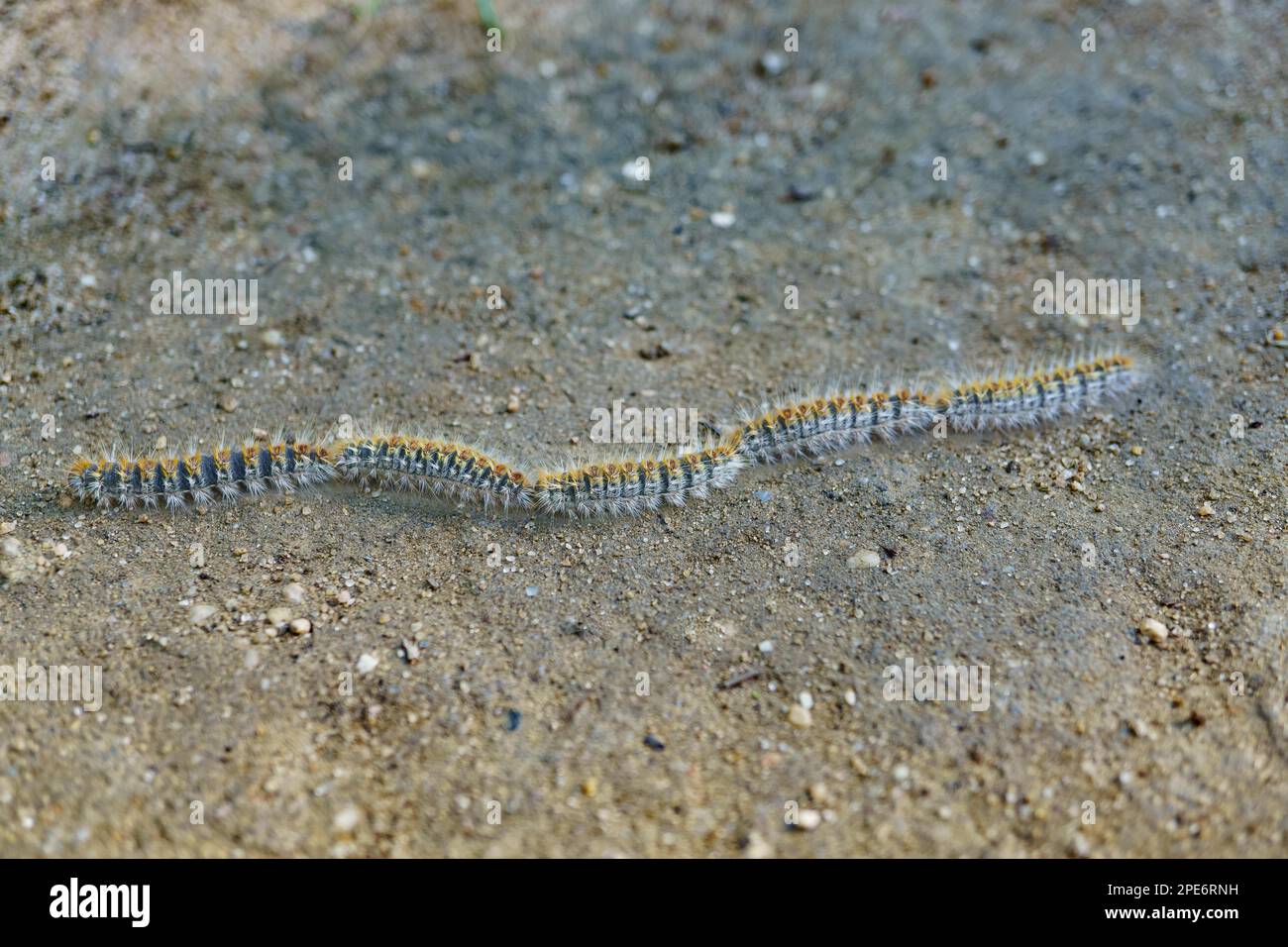 Group of processionary caterpillars in a row dangerous pest for animals and plants Stock Photo